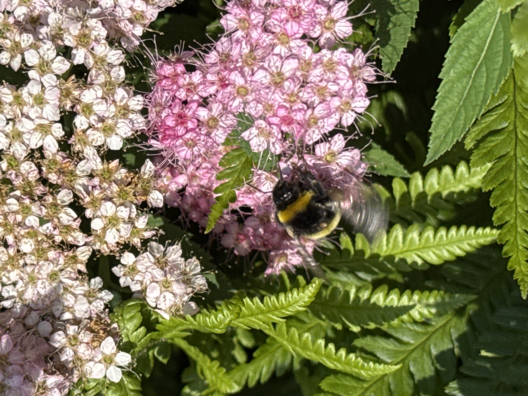 A bumblebee is in mid-flight amidst clusters of small pink and white flowers and green fern leaves. The background is dark and out of focus. The image was taken outdoors in Prokopyevsk, Russia.