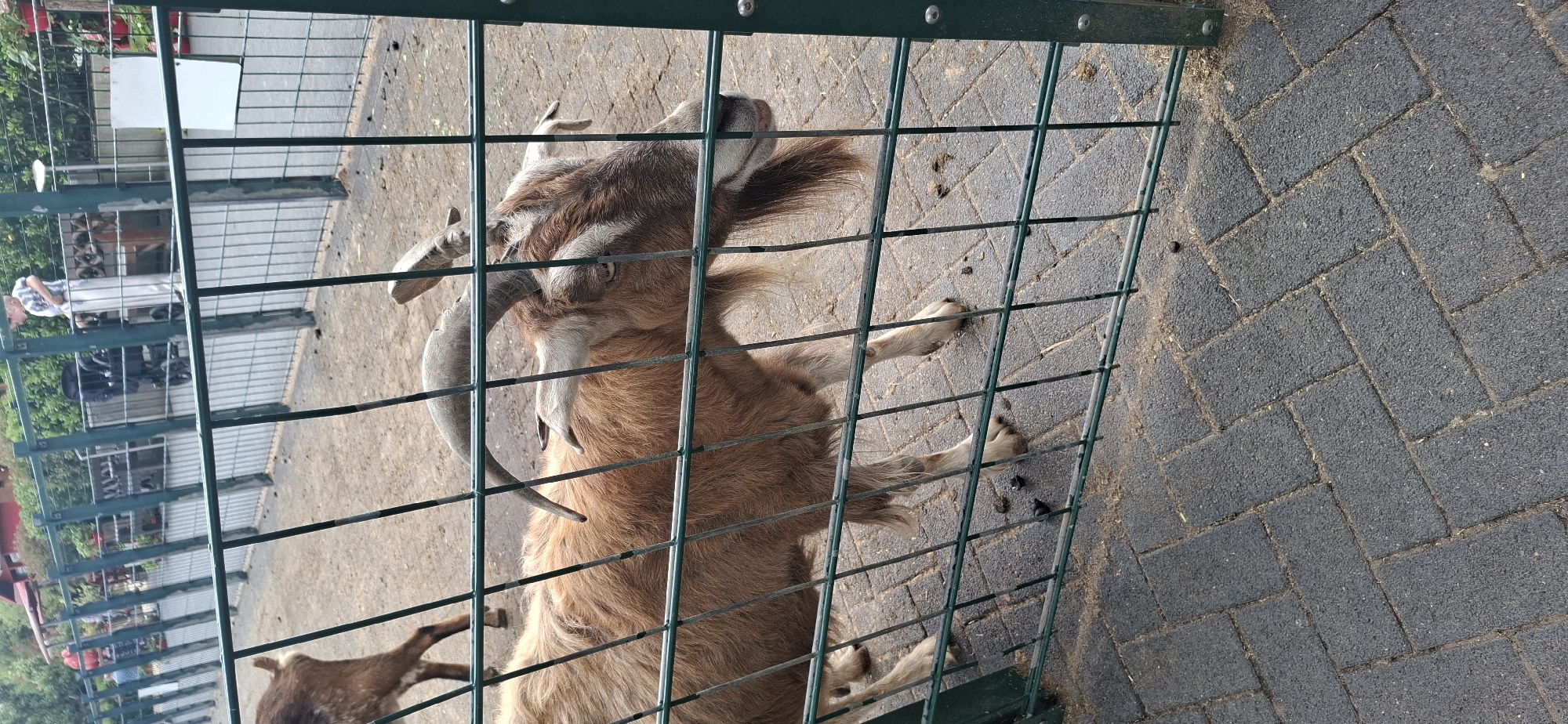 A goat with brown fur and curved horns stands behind a green metal fence at an animal park. The goat is facing right, with its mouth slightly open and its tongue visible. Its fur is shaggy, especially around its chin and legs. The ground beneath the goat is paved with dark gray interlocking bricks, with some scattered dirt and droppings. In the background, other goats and people are visible, as well as a red-roofed structure and a fence. The scene appears to be outdoors, with greenery in the background. The overall setting suggests a zoo or petting zoo environment, possibly located in Hürth, Germany, given the context.