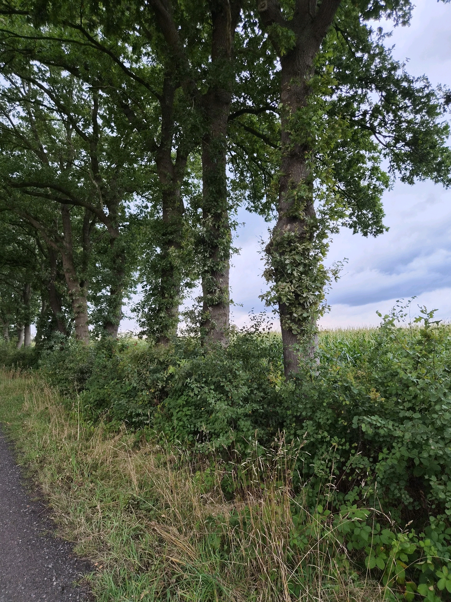 A gravel path runs along the left edge of the image, bordered by a dense growth of green shrubs and grasses. To the right of the path, a row of large trees with thick, textured bark stands prominently, their branches reaching upwards and adorned with lush green leaves. Some of the tree trunks are partially covered in ivy. In the background, a field of green crops, possibly corn, is visible under a cloudy sky. The scene is outdoors and appears to be in a rural or semi-rural setting, possibly on the outskirts of Schiffdorf, Germany, given the presence of a tree-lined path and agricultural land. There are no people or animals present in the image. The lighting suggests it is daytime, with diffused light from an overcast sky.