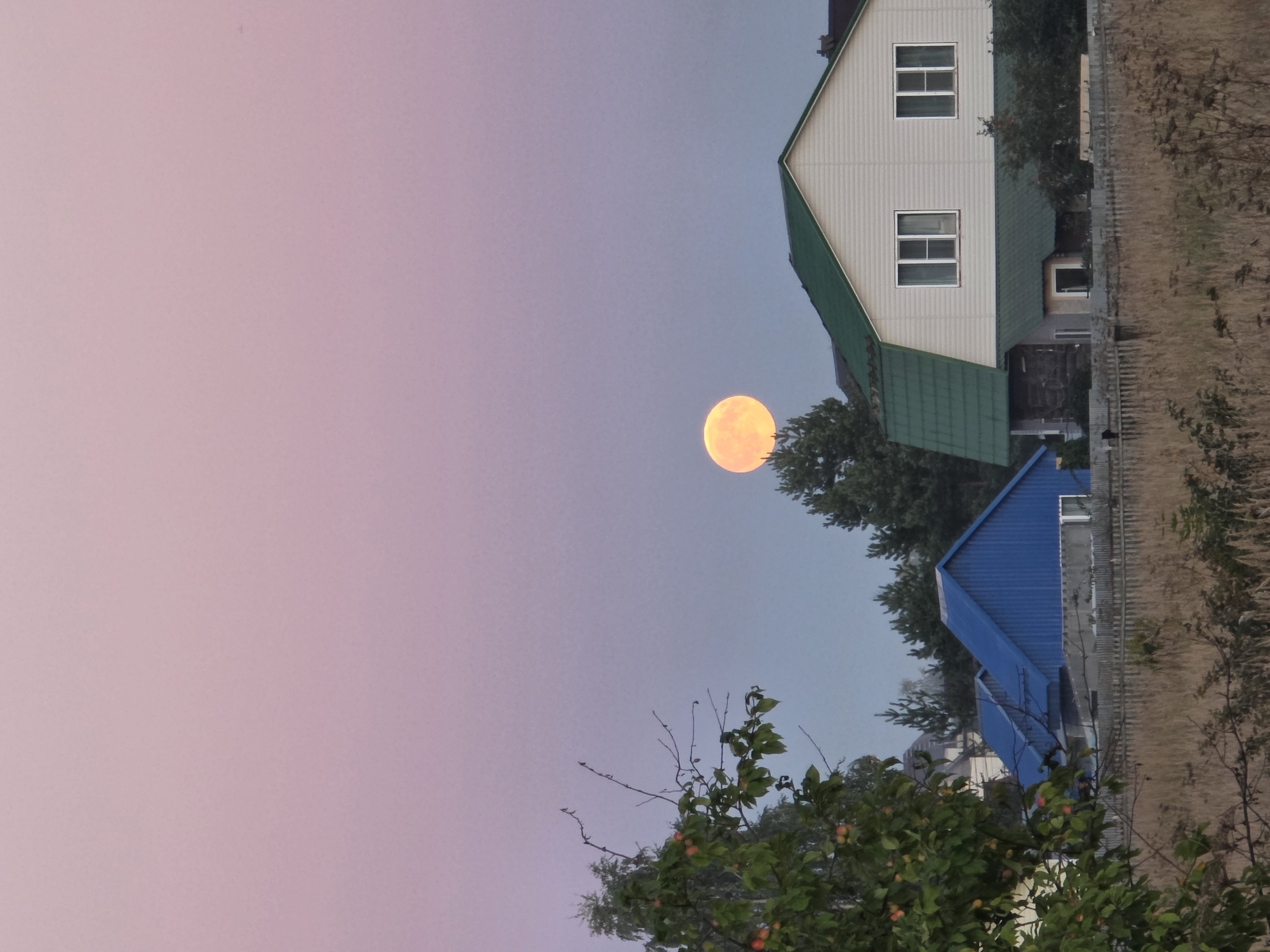 The image depicts a rural residential area, likely in or near Rechitsy, Russia, during twilight. A large, orange full moon is prominently positioned in the pale pink and purple gradient of the sky, partially obscured by the tops of evergreen trees. In the foreground, a wooden fence runs horizontally across the frame, with dry grass and other vegetation visible behind it. Several houses are present, including a two-story house with a light-colored siding and a green roof, featuring two windows on the upper level. To the left of this house, a structure with a bright blue, gabled roof is visible. A tree with green leaves and a few small red fruits is in the left foreground. The overall atmosphere is serene and peaceful, characteristic of a rural evening setting.