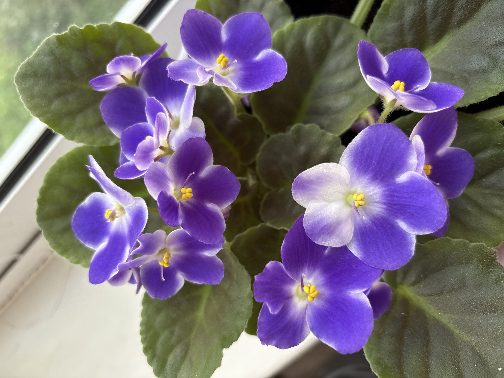 A close-up, overhead shot captures a cluster of vibrant purple and white African violets in bloom. The flowers, with their delicate petals and yellow centers, are arranged amidst lush, green, velvety leaves. The plant is positioned near a window, evidenced by the bright light illuminating the petals and the blurred green foliage visible through the glass in the background. The setting appears to be indoors, possibly a windowsill, with a hint of a dark pot visible at the bottom right. There is no visible indication of the city of Tomsk, Russia, or any other specific urban location in this image.