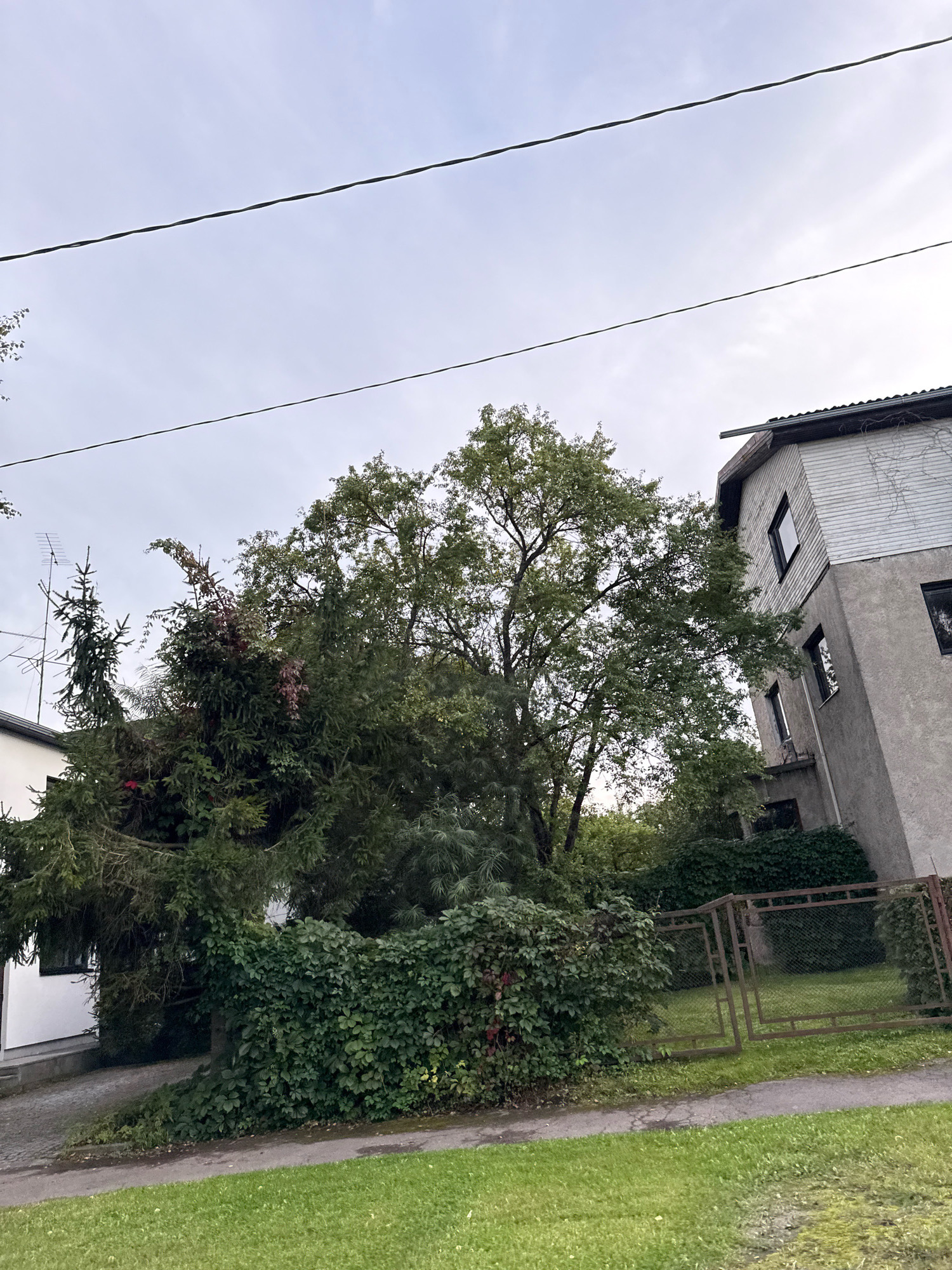The image depicts an outdoor scene with a building, trees, and a fence. A two-story building with gray stucco on the lower portion and white clapboard siding on the upper portion is visible on the right side of the frame. The building has several dark-framed windows. A large deciduous tree with green foliage dominates the center of the image, with a smaller evergreen tree to its left. A dense hedge of green ivy covers the ground in front of the trees and a rusty metal gate is visible behind the hedge. The sky above is overcast with gray clouds. There are two visible power lines stretching horizontally across the sky. The ground in the foreground is covered in green grass. The scene appears to be in a residential area. Based on visual cues and typical architecture, this scene could be located in Tallinn, Estonia.