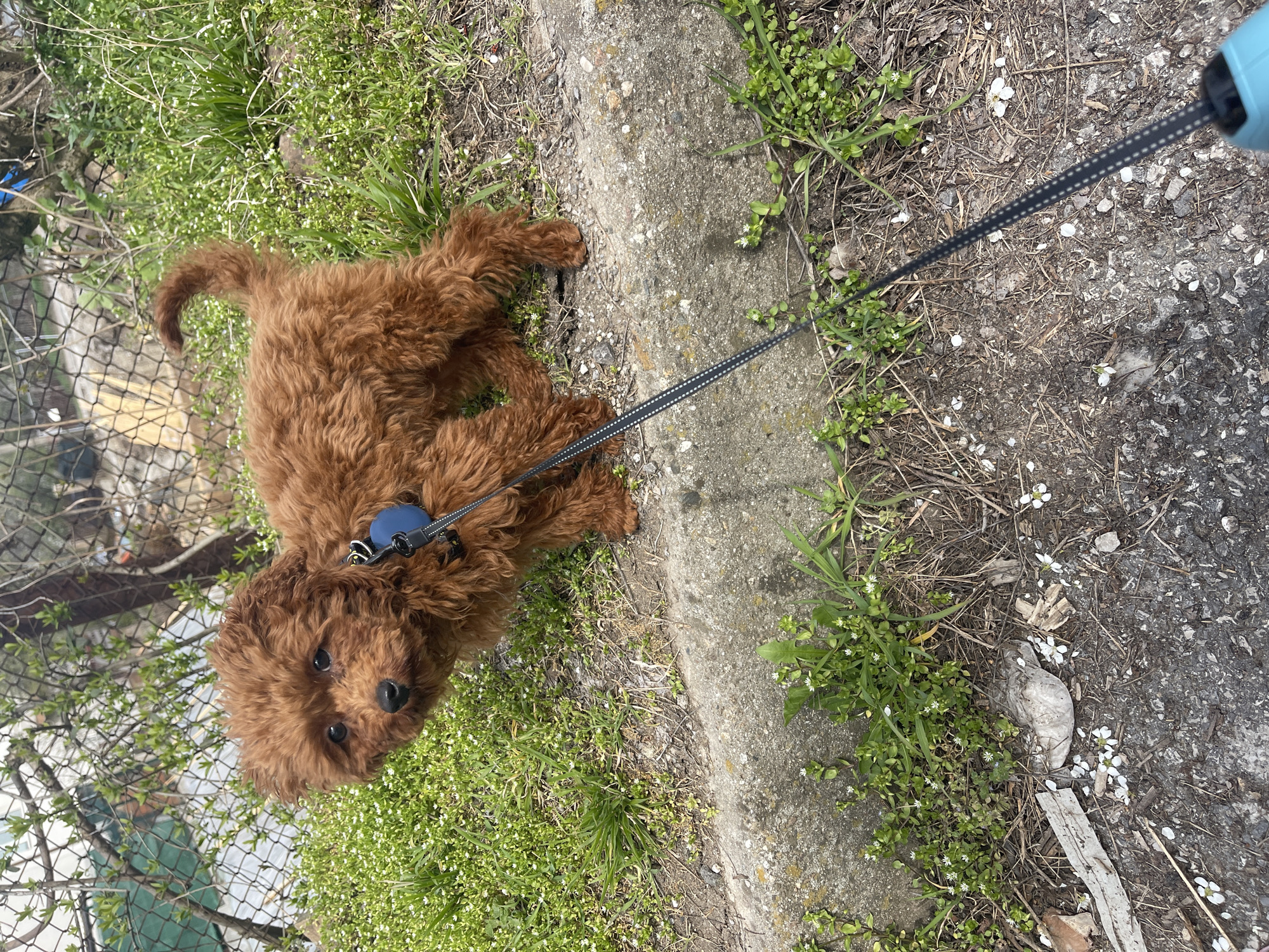 A small, reddish-brown poodle puppy lies on grass and dirt next to a grey concrete curb, attached to a black leash held by an unseen person. The puppy wears a blue collar. The location is outdoors, near a metal fence and some small white flowers. The image likely originates from Sofia, Bulgaria, based on known photographic patterns, but there is no concrete evidence in the image to confirm the location.