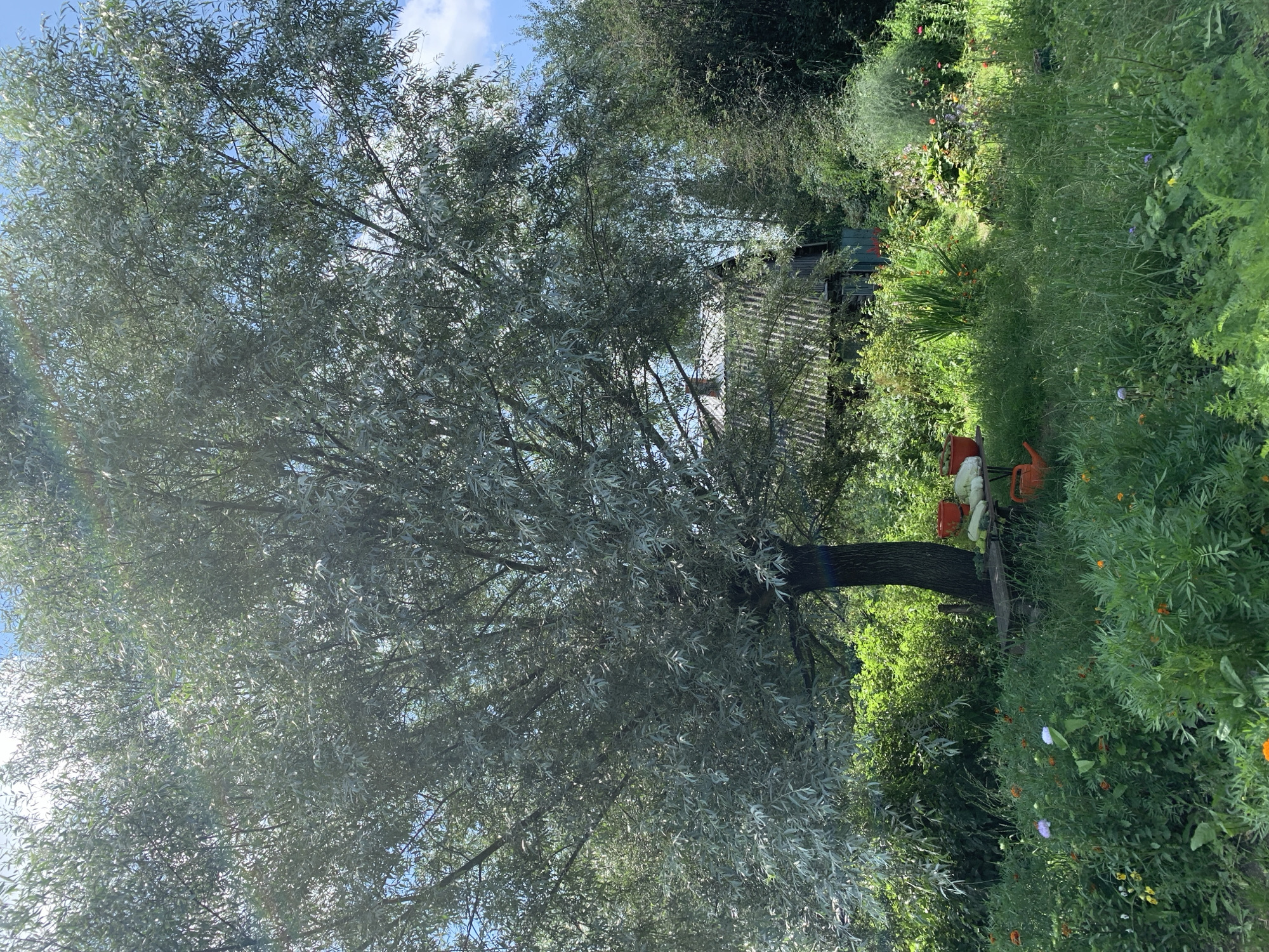 A wide shot captures a lush, overgrown garden in Novostroika, Russia. A large, mature tree with silvery-green foliage dominates the left side of the frame, its branches reaching towards a bright blue sky dotted with a few white clouds. Sunlight filters through the leaves, creating dappled light on the scene below.

Beneath the tree, a simple wooden bench is partially obscured by tall green grass. On the bench, a pile of light-colored, possibly vegetable produce, sits next to an orange bucket. To the right of the bench, two more orange watering cans are visible, one with its spout pointing towards the ground.

The garden is densely planted with a variety of flowers and greenery. In the foreground, vibrant orange and yellow marigolds bloom amongst other wildflowers. Taller plants, including what appear to be lilies and irises, grow in the mid-ground.

In the background, a rustic, weathered wooden house with a gray, corrugated roof and a chimney is visible through the foliage. The house appears old and possibly abandoned, blending into the natural surroundings. The overall impression is one of a wild, untamed garden, likely a private backyard or an abandoned plot in a rural setting. The natural light suggests it is daytime, likely late morning or early afternoon.