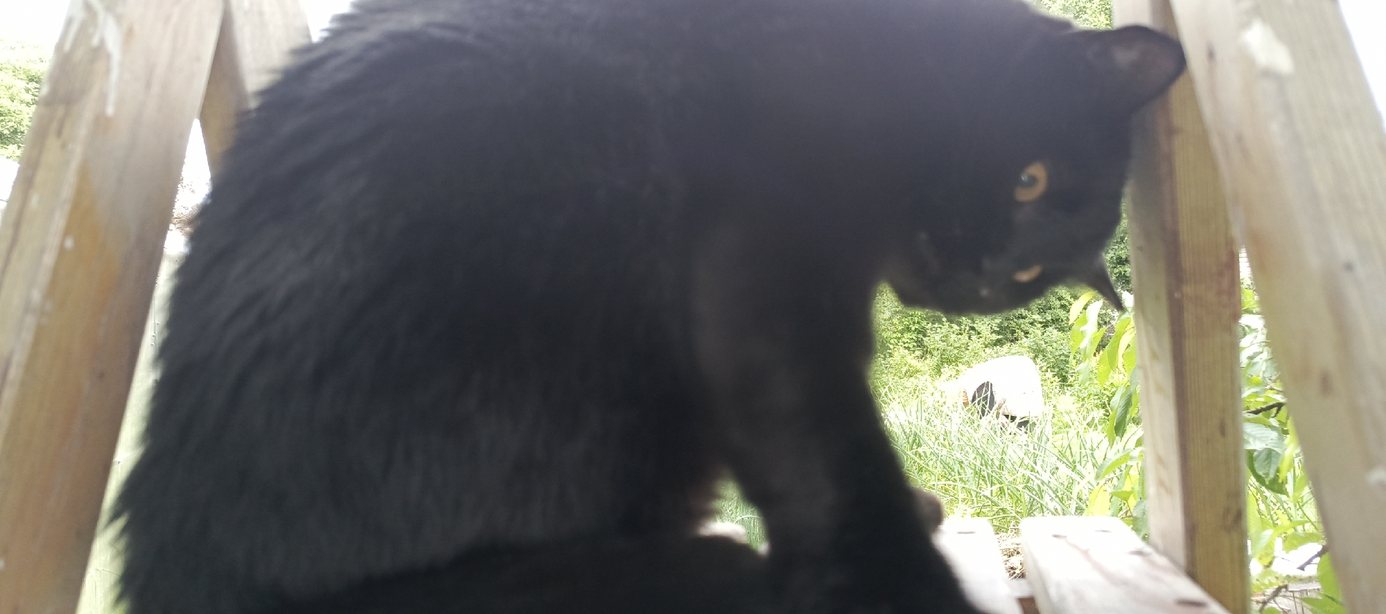 A black cat is perched on wooden slats outdoors. The cat is facing right with its body mostly obscured by blurriness. Its eyes, which are yellow, are visible and appear to be looking at something off-camera. The background is filled with green foliage, suggesting a garden or yard setting. A person is partially visible in the background, bending over, seemingly tending to the plants. The overall scene appears to be in a rural or suburban location.