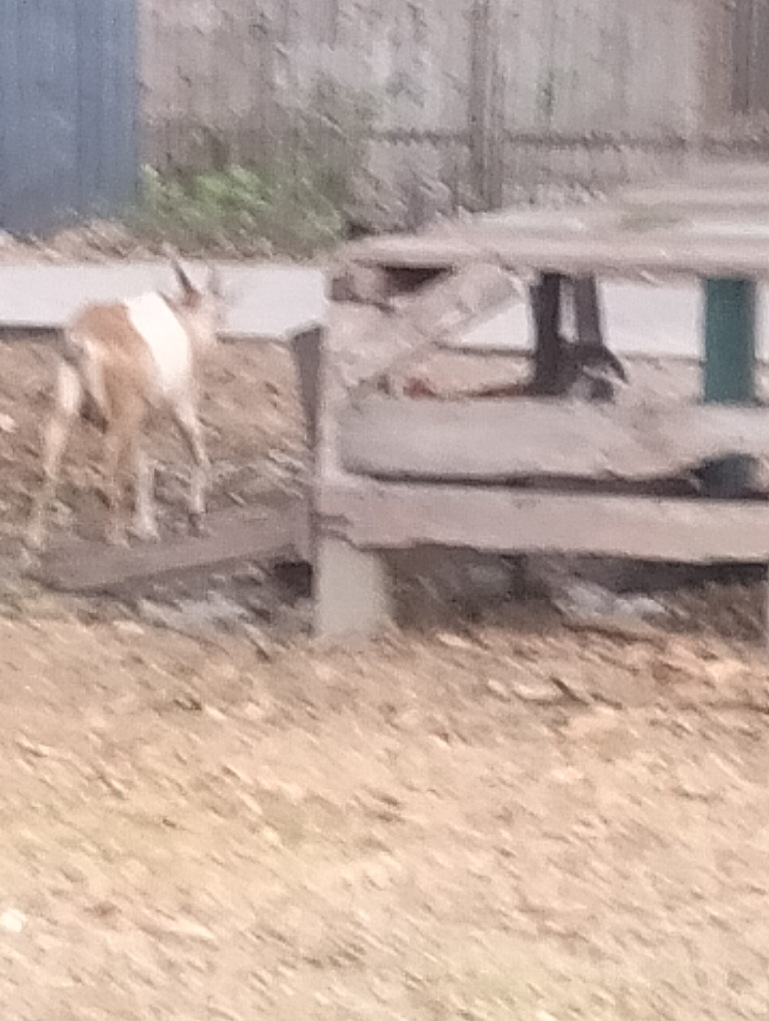 A young, light brown and white animal, possibly a goat or antelope, stands on its hind legs on a wooden surface. Its front legs are extended and its head is lowered, suggesting it may be reaching for something or in a playful stance. The animal has a prominent horn on its head. The wooden surface appears to be part of a picnic table or a raised platform, with other wooden elements visible beneath it. In the background, a blurred blue structure is visible on the left, and a fence or wall with a textured surface is behind the animal. The ground in the foreground is covered in dry, light brown material, likely dirt or straw. The overall scene suggests an outdoor setting in what might be a rural or park-like environment. There are no people visible in the image.