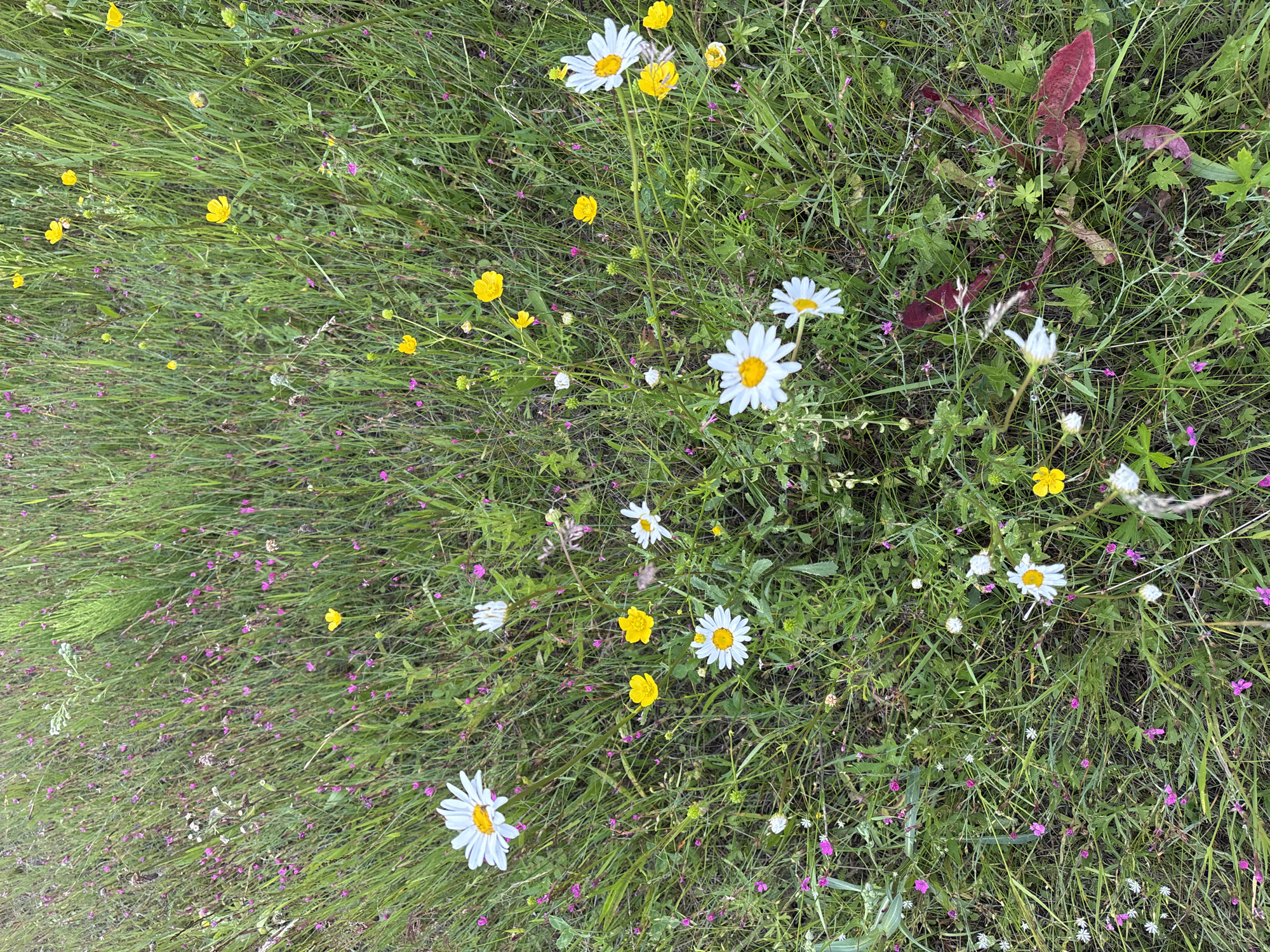 This media file is a top-down shot of a field of wildflowers in Kurgan, Russia. The scene is dominated by lush green grass, interspersed with various small flowers. White daisies with yellow centers are prominent, as are small yellow buttercups. Tiny purple flowers are scattered throughout the grass, adding touches of color to the verdant landscape. A large, reddish-purple leaf is visible towards the top right, suggesting the presence of a larger plant or weed among the smaller flora.
The lighting suggests it is daytime, likely a bright day given the clarity of the image and the colors of the flowers. There are no people or specific objects other than the natural elements of the field. The setting is a wild, untamed meadow or field. The overall impression is one of natural beauty and the abundance of plant life in a rural or undeveloped area. No text is visible in the image.