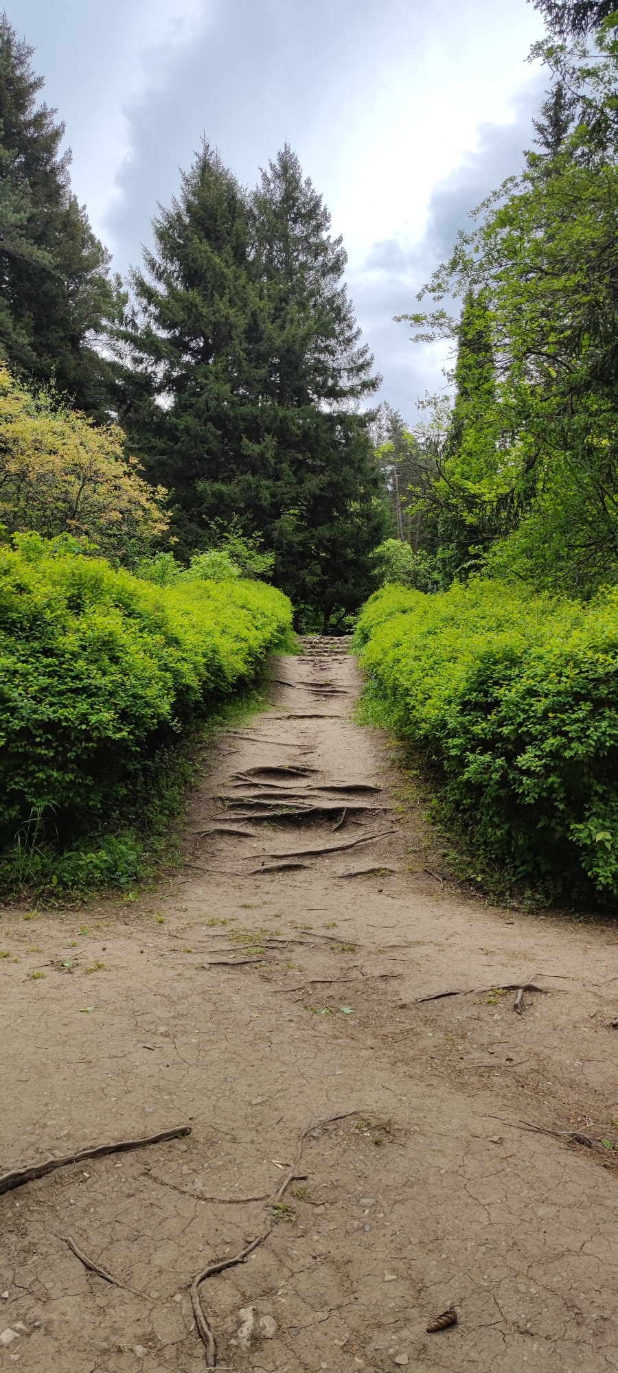 The image depicts a dirt path ascending through a wooded area. Lush green bushes line both sides of the path, leading to a grove of tall trees in the background. Exposed tree roots cross the path, creating a natural stairway effect. The sky is overcast. The scene appears to be located in a natural area, possibly a park or forest, near Gyulagarak, Armenia. No people or animals are visible.