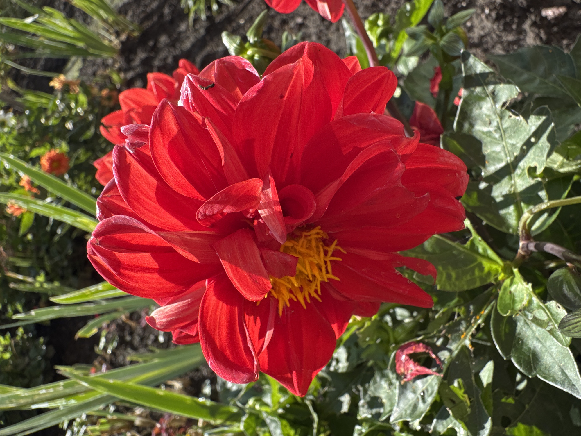 A bright red dahlia flower is in full bloom in a garden. The flower is positioned in the foreground, dominating the frame with its vibrant color and intricate petal structure. The center of the flower reveals a cluster of yellow stamens. Surrounding the dahlia are green leaves, some appearing slightly wilted. In the background, other flowers, including some orange ones, are visible but out of focus, along with green foliage and dark soil. The lighting suggests it is a sunny day, casting shadows across the scene. There is a small insect, possibly a fly, visible on one of the red petals. This image was taken in Ladozhskoe Ozero, Russia.
