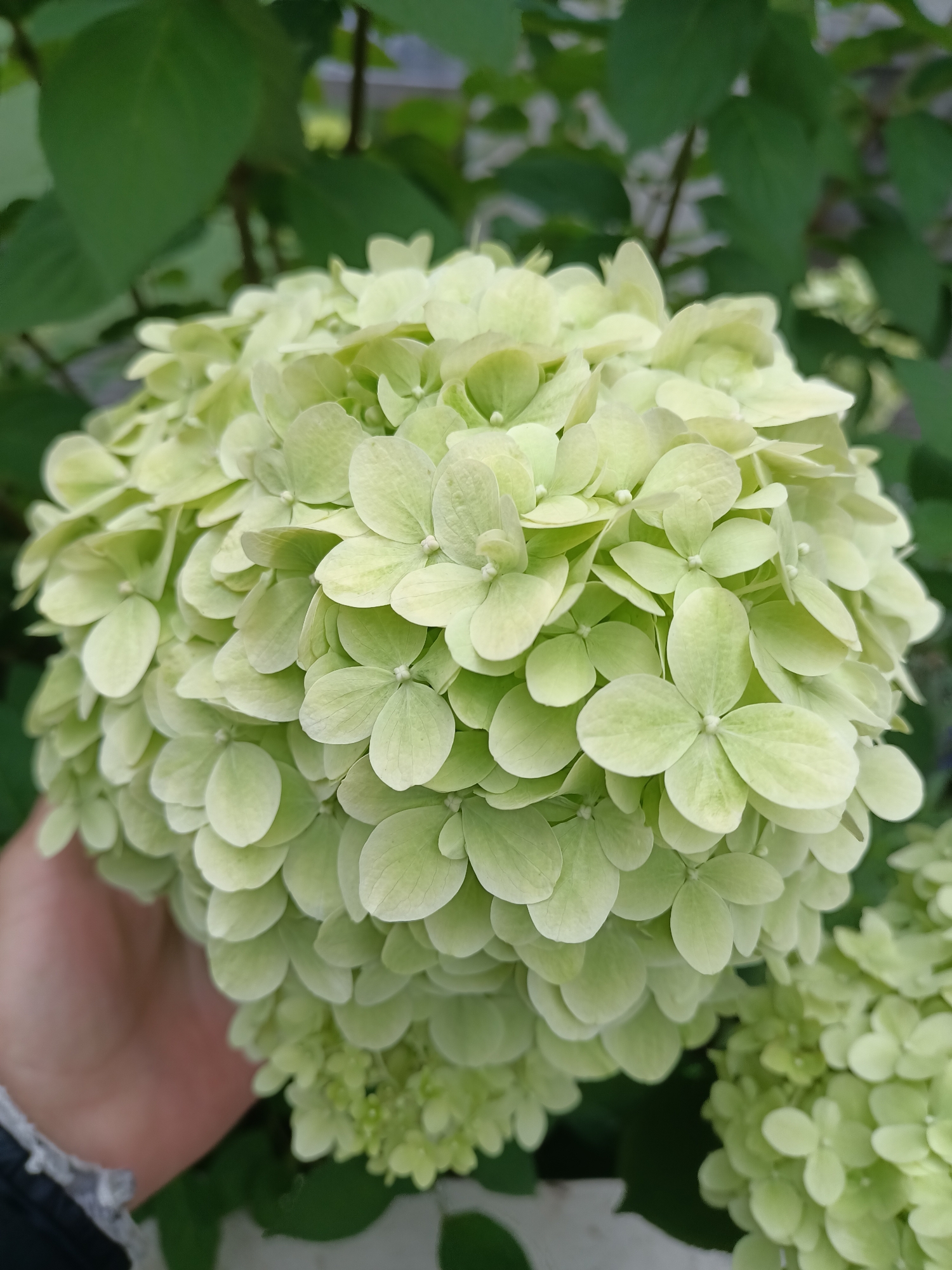 The image displays a close-up of a light green hydrangea flower, held in a person's hand, with blurred green foliage in the background. The flower is composed of numerous small, delicate petals forming a rounded cluster. The hand is partially visible on the left side of the frame, with a glimpse of black fabric with white lace trim at the wrist. The overall lighting suggests an outdoor setting, likely during the daytime. The image is a photograph, and there is no information within the visual data to ascertain the location as Tallinn, Estonia.