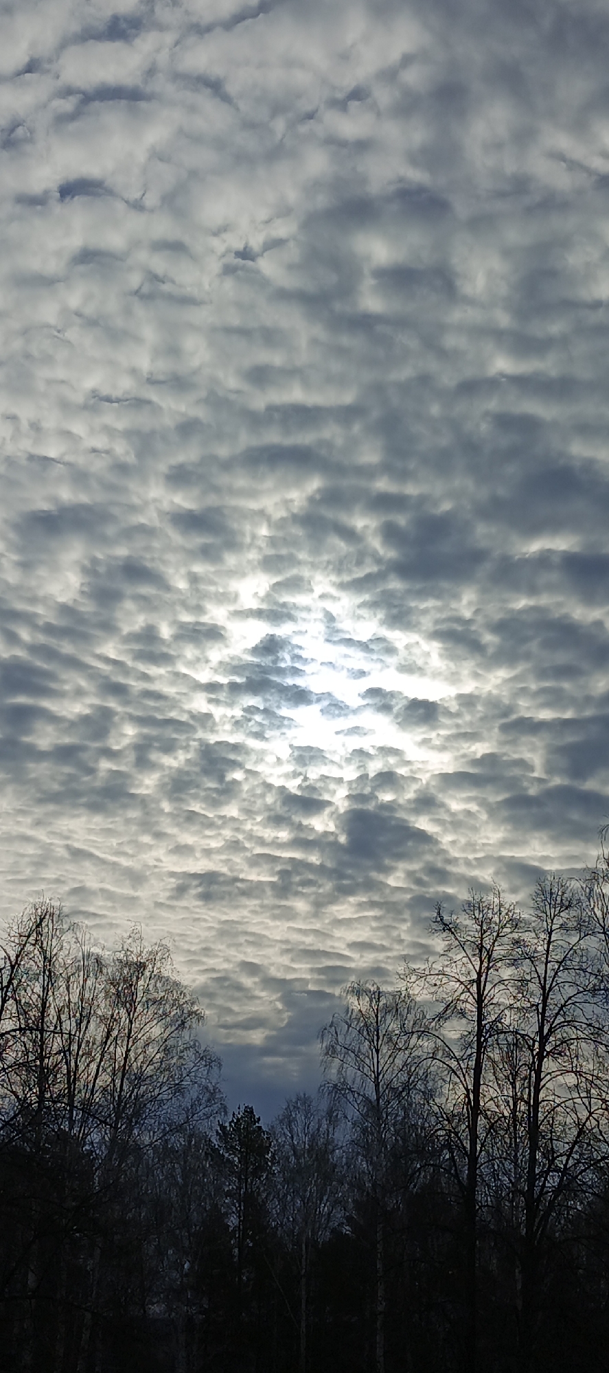 The image shows a winter sky with altocumulus clouds partially obscuring the sun. Below the clouds, silhouetted against the bright sky, is a line of bare trees. Based on prior context, the location is likely the city of Chaikovsky, Russia, but this cannot be determined from visual evidence alone. There are no people visible in the image.