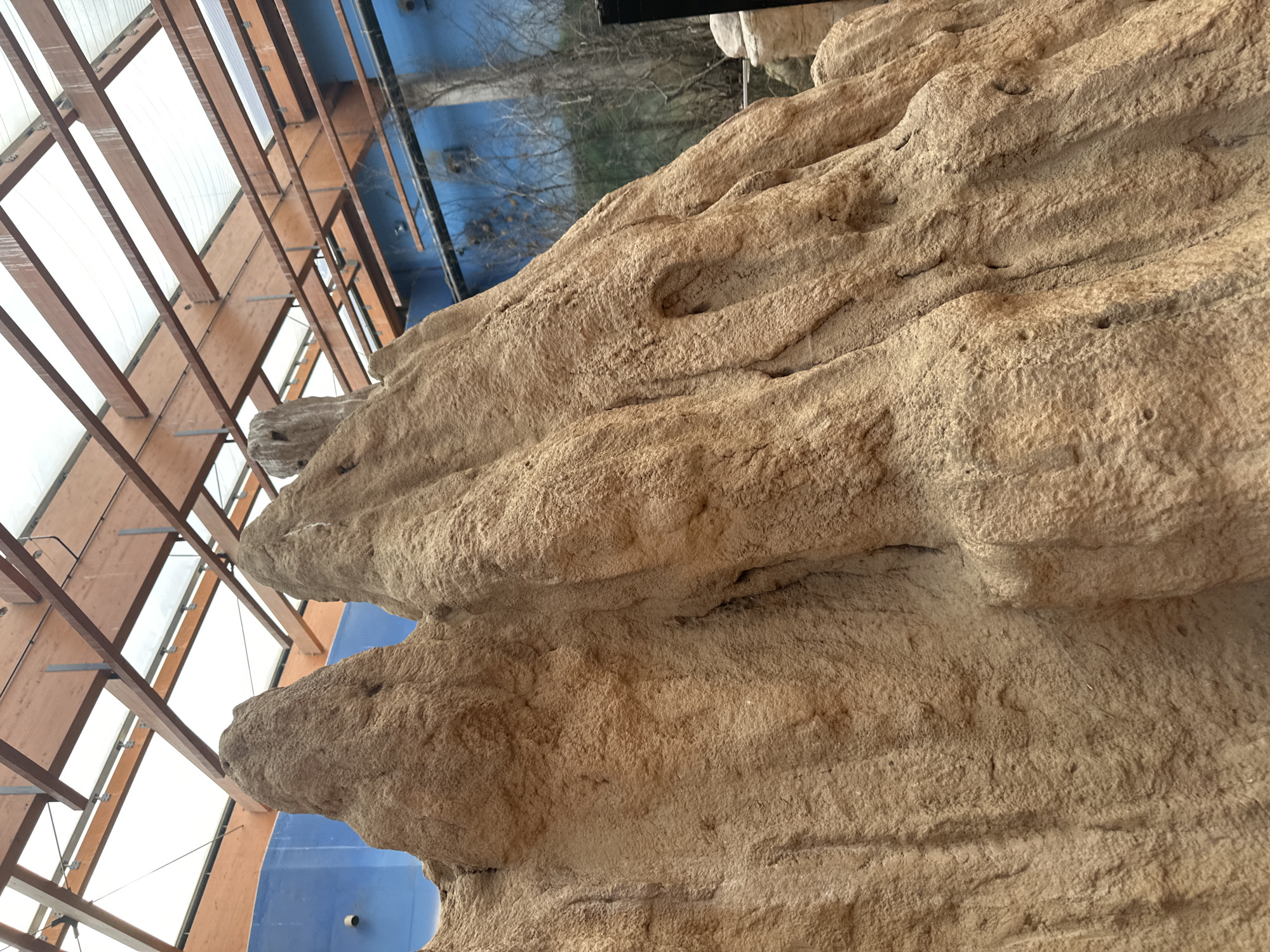The image depicts an artificial rock structure inside the Africarium at the Wrocław Zoo in Wrocław, Poland. The structure is a light tan color with a rough, textured surface, resembling sedimentary rock. It appears to be part of an exhibit mimicking an African habitat. The structure is positioned close to a glass wall. Through the glass, a view of trees and an outdoor scene is visible. Above the rock structure is a roof with a wooden framework and transparent panels, likely allowing natural light into the exhibit space. The environment seems enclosed and controlled, with a blue painted wall adjacent to the rocks and glass.
