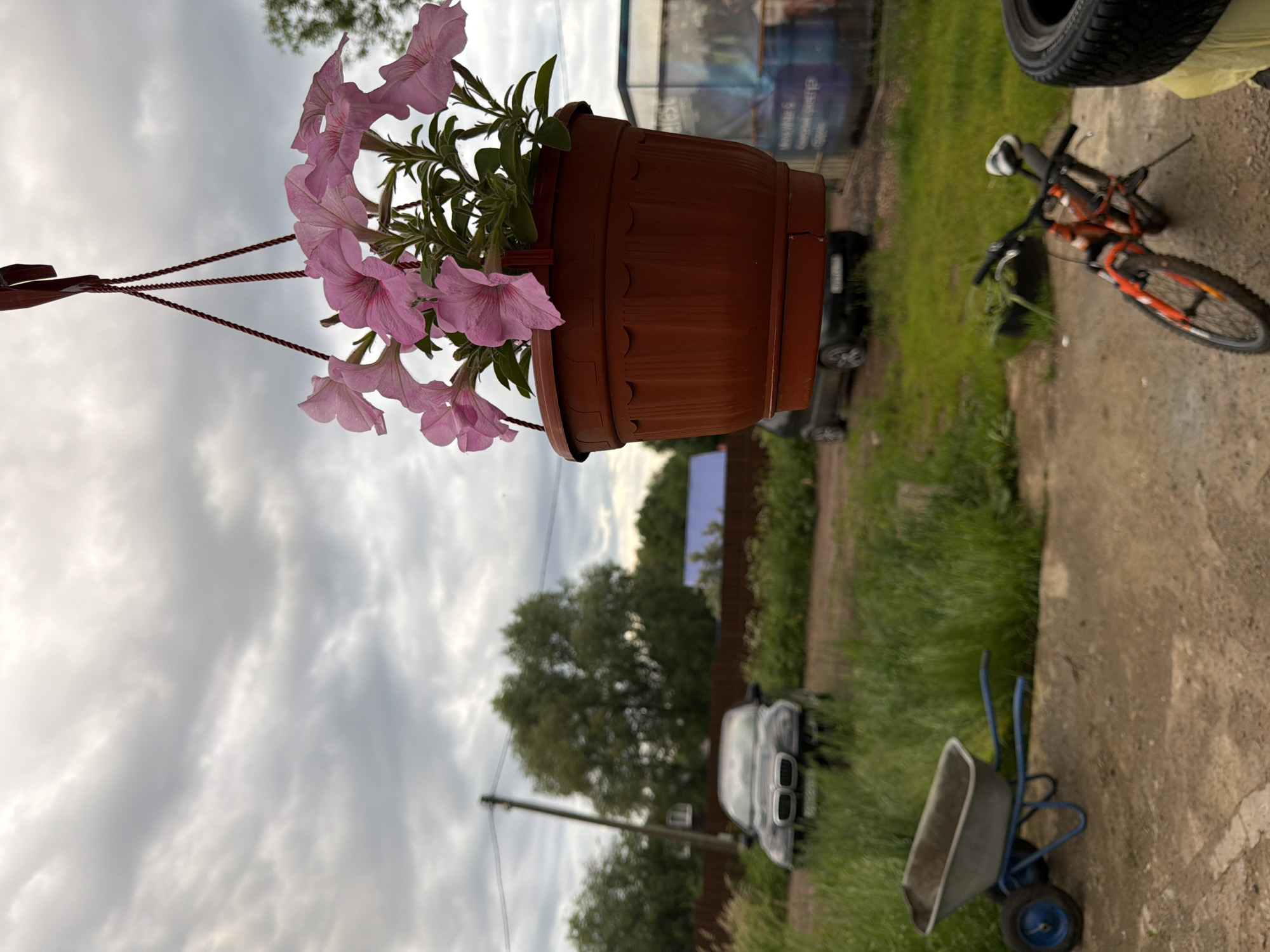 A low-angle, close-up shot features a hanging terracotta pot filled with blooming pink petunias, set against a backdrop of a cloudy sky. Below the flowers, a dark gray BMW SUV is parked on a dirt road, partially obscured by tall green grass. To the left, a single-wheel garden cart with a blue frame and a gray basin is positioned on a concrete surface. In the lower right quadrant, a child's orange bicycle with a kickstand is laid on its side. Further to the right, a black tire leans against a yellow object, possibly a tarp. The environment appears to be a rural or suburban setting, possibly in the city of Shumki, Russia, given the presence of a wooden fence, trees, and a small building structure in the distance. The scene is static, with no human presence or visible activity.