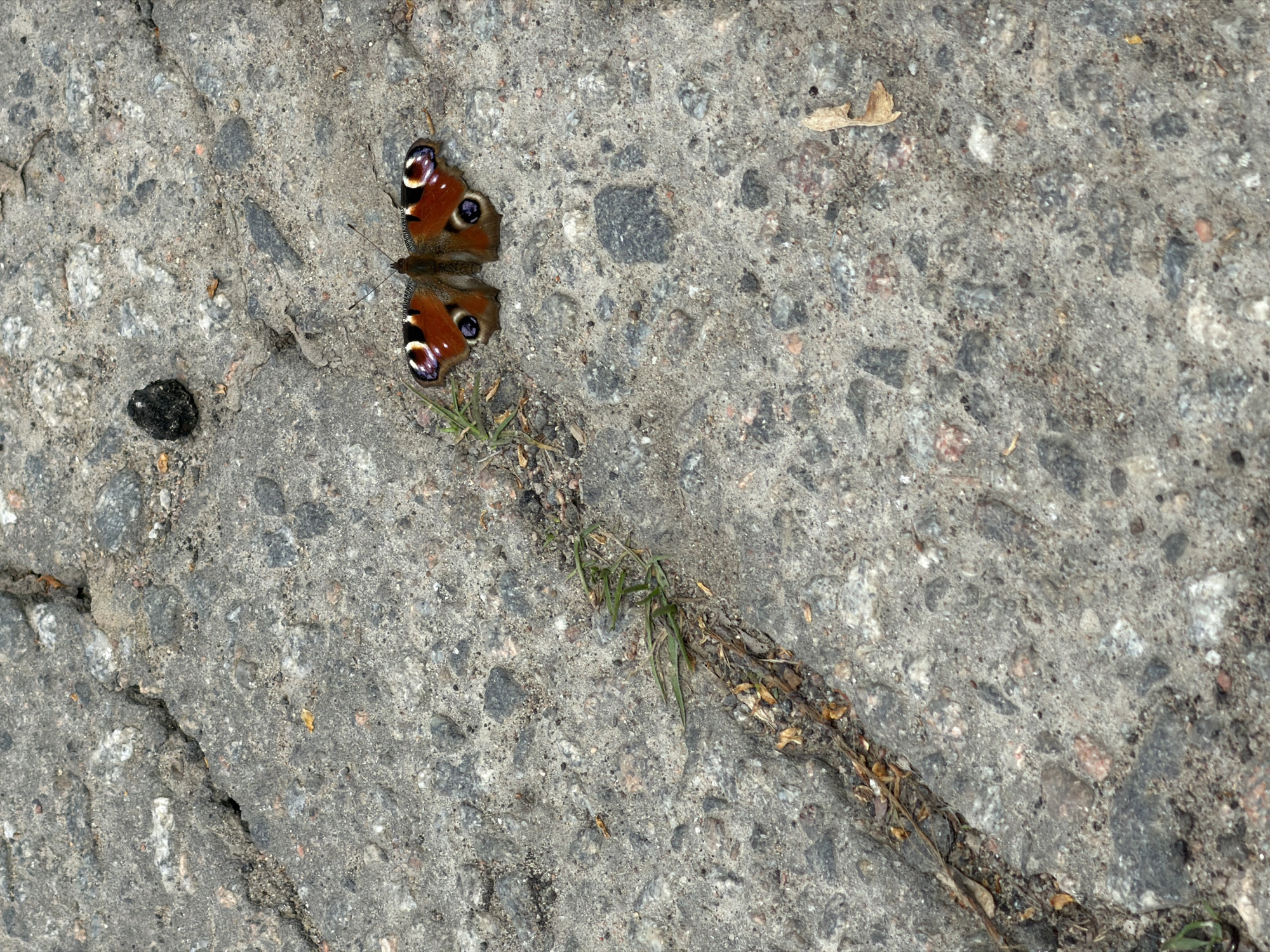 The image presents a close-up view of a rough, concrete surface, likely a sidewalk or paved area in Tokkari-Lend, Russia. A European peacock butterfly (Aglais io) is resting on the surface near a thin line of weeds and debris growing out of a crack in the concrete. A small, dark object, possibly a piece of asphalt or organic matter, is also visible on the left side of the frame. The environment appears to be outdoors, with natural light illuminating the scene. No people are present.