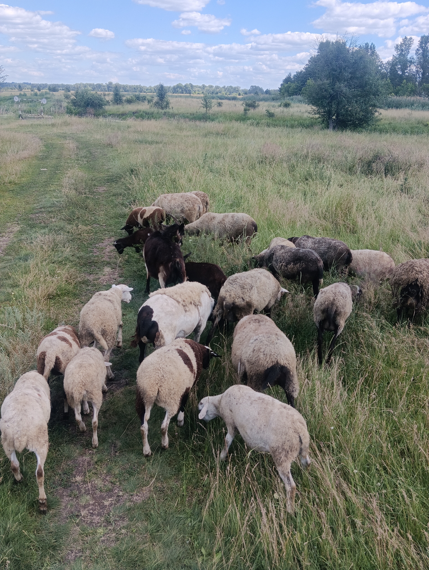 A flock of sheep grazes in a grassy field under a partially cloudy blue sky. The sheep, varying in color from white to dark brown and black, are scattered across the field, with some actively eating grass and others standing or walking. The terrain is uneven, with a dirt path or track winding through the tall grass. In the background, a line of trees and shrubs forms a distant horizon, with a few scattered trees closer to the foreground. There are no people visible in the image. The scene appears to be set in a rural or natural environment, possibly a pasture or meadow. The lighting suggests it is daytime, likely late morning or afternoon, with a mix of sun and cloud cover. No text is visible in the image.