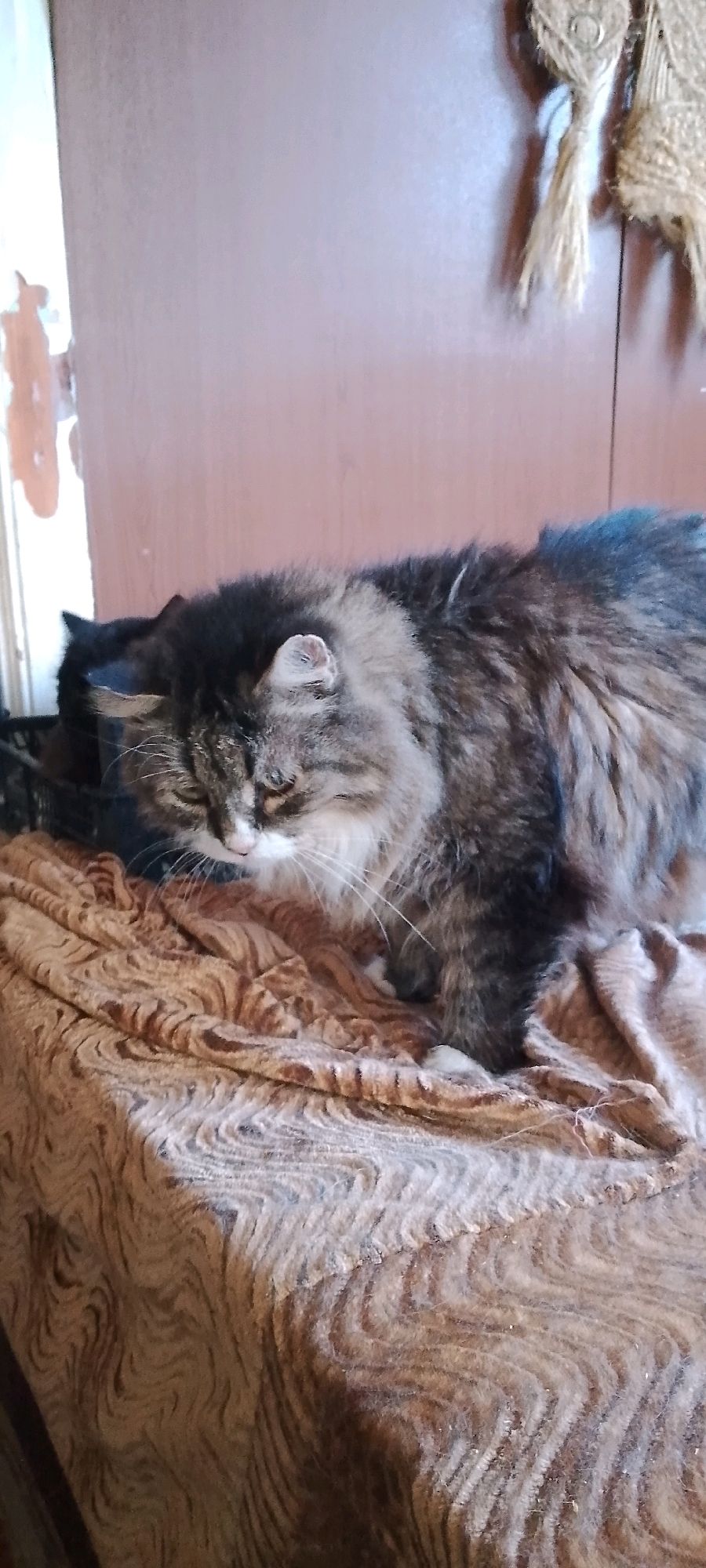 A long-haired tabby cat is lying down on a brown, textured fabric that appears to be a blanket or upholstery. The cat has dark brown and gray fur with white markings on its chest and face. Its eyes are partially closed, and its head is lowered, giving the impression that it is resting or sleeping. In the background, a wooden surface, likely a cabinet or door, is visible. There is also a dark object, possibly a basket, to the left of the cat. The overall lighting suggests an indoor environment. The provided context of Belgorod, Russia, does not offer any specific visual cues within the image itself to confirm or deny this location.