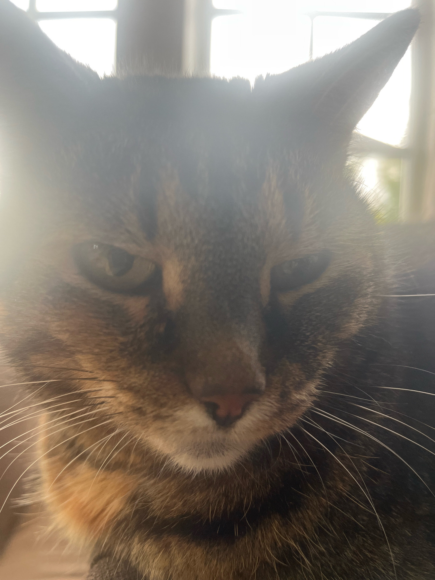A close-up, low-angle indoor shot shows the face of a tabby cat. The cat's ears are pointed upwards and its eyes are looking forward. The background is blurred and appears to be a window with light shining through. There is a soft glow or lens flare in the upper left portion of the image. The cat's fur is a mix of brown, black, and orange tabby markings, and its whiskers are long and white. The image has a shallow depth of field, with the cat's face in sharp focus. This image was taken in the city of Vladimirovka, Russia.