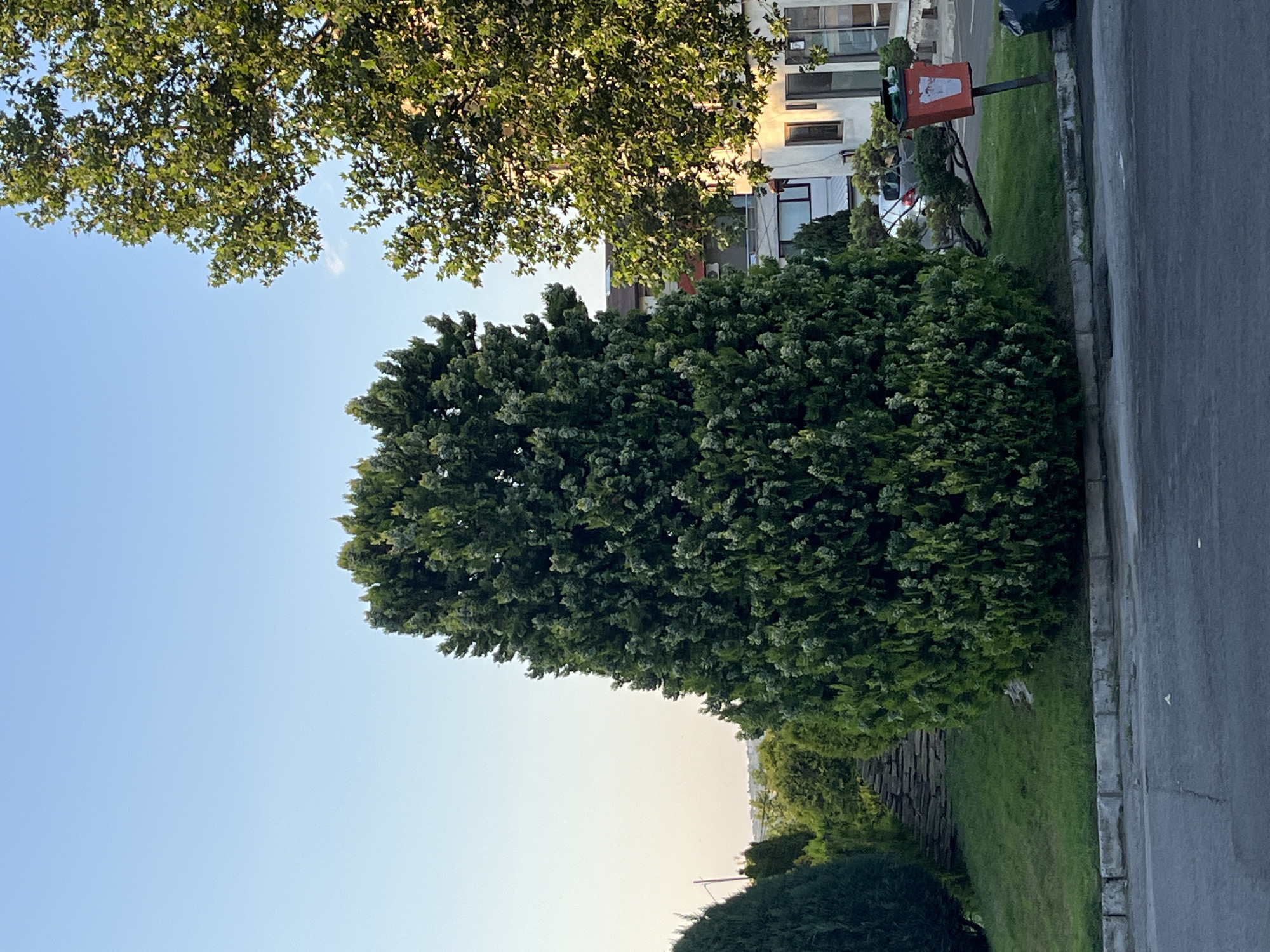 A tall, dense evergreen tree stands prominently in the foreground, dominating the center of the image. To its right, a large deciduous tree with lush green leaves partially obscures a building. The building appears to be a residential or commercial structure with multiple windows and balconies, bathed in the warm light of what seems to be late afternoon or early morning. In front of the building and to the right of the evergreen tree, there is a red trash receptacle. The ground in front of the building is covered in green grass. A paved road runs across the bottom of the image, with a concrete curb separating it from the grassy area. In the background, a set of stone steps leads up a grassy incline, surrounded by more evergreen trees, suggesting a park or landscaped area. The sky is a clear, pale blue, indicating fair weather. The scene is likely located in the city of Obzor, Bulgaria, given the context. There are no people visible in the image.