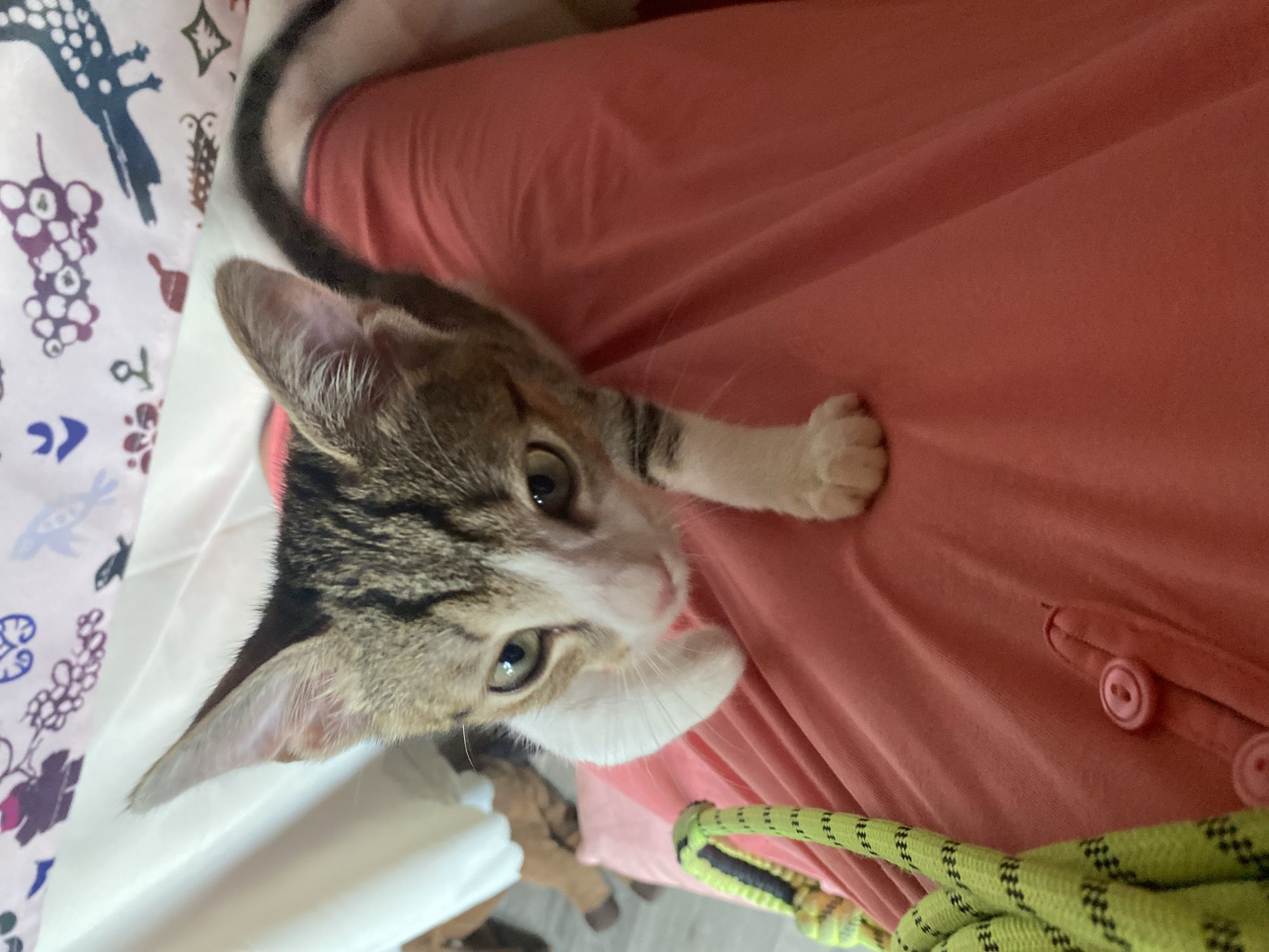 A tabby and white kitten is the subject of the photograph, positioned in the foreground. The kitten is looking directly at the camera with its head tilted slightly. It has green eyes and a white chest and paws, with tabby markings on its head, back, and tail. The kitten is resting on a person's lap, who is wearing a coral-colored garment. A thick, neon green rope with black accents is visible on the left side of the image, draped over the coral fabric. In the background, a white and patterned cloth is visible, with what appear to be floral and bird designs. The lighting suggests an indoor setting, likely a home. There is no specific indication of the location within Tbilisi, Georgia.