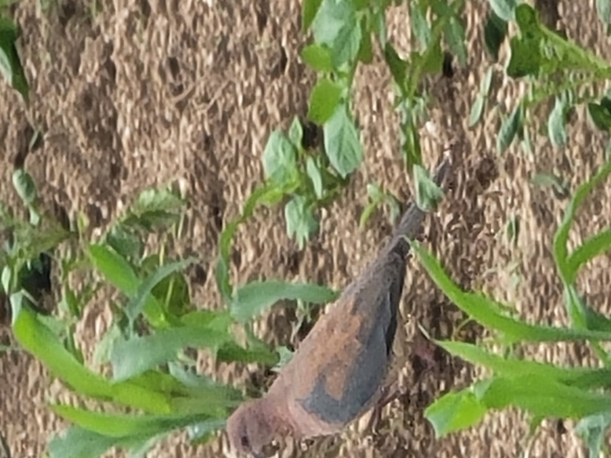The image displays an outdoor scene, specifically a cultivated or agricultural plot, situated in the city of Jos, Nigeria. The primary subject is a single, dove-like bird, appearing to be a Laughing Dove (*Spilopelia senegalensis*), positioned in the lower-left to mid-section of the frame. The bird presents a reddish-brown coloration across its head and body, featuring a distinct dark bluish-grey patch on its folded wings. Its beak is slightly open, indicative of foraging.
The ground consists of dry, tilled brown earth, characterized by an uneven, clumpy texture. Various green plants are distributed throughout the scene. Taller, narrow-leafed green sprouts, consistent with young maize or sorghum, are visible in the foreground and mid-ground on the left. Additionally, shorter, broader-leafed green plants, potentially other crop seedlings or ground cover, are scattered across the mid-ground and right side of the frame. The scene is illuminated by bright, natural daylight. No human presence or additional significant objects are observed.