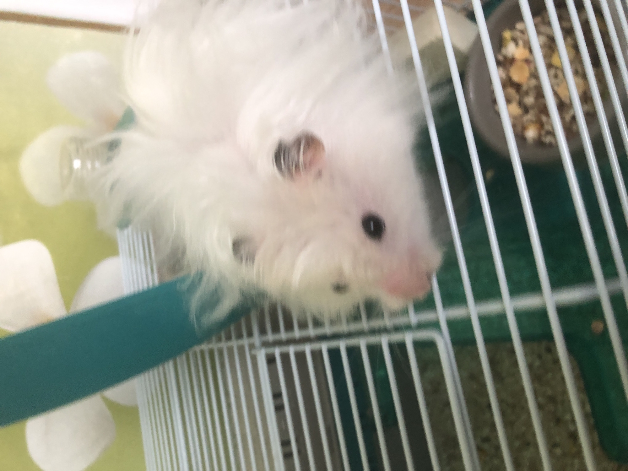 The image shows a fluffy white hamster inside a white wire cage with a green base. A turquoise tube-like object is visible on the left side of the cage. In the background, there are out-of-focus white stuffed toys and a yellow wall. A small bowl containing hamster food is visible in the lower right corner of the cage. The image is taken from a slightly high angle, looking down into the cage. There is no visible indication of the city of Solikamsk, Russia.