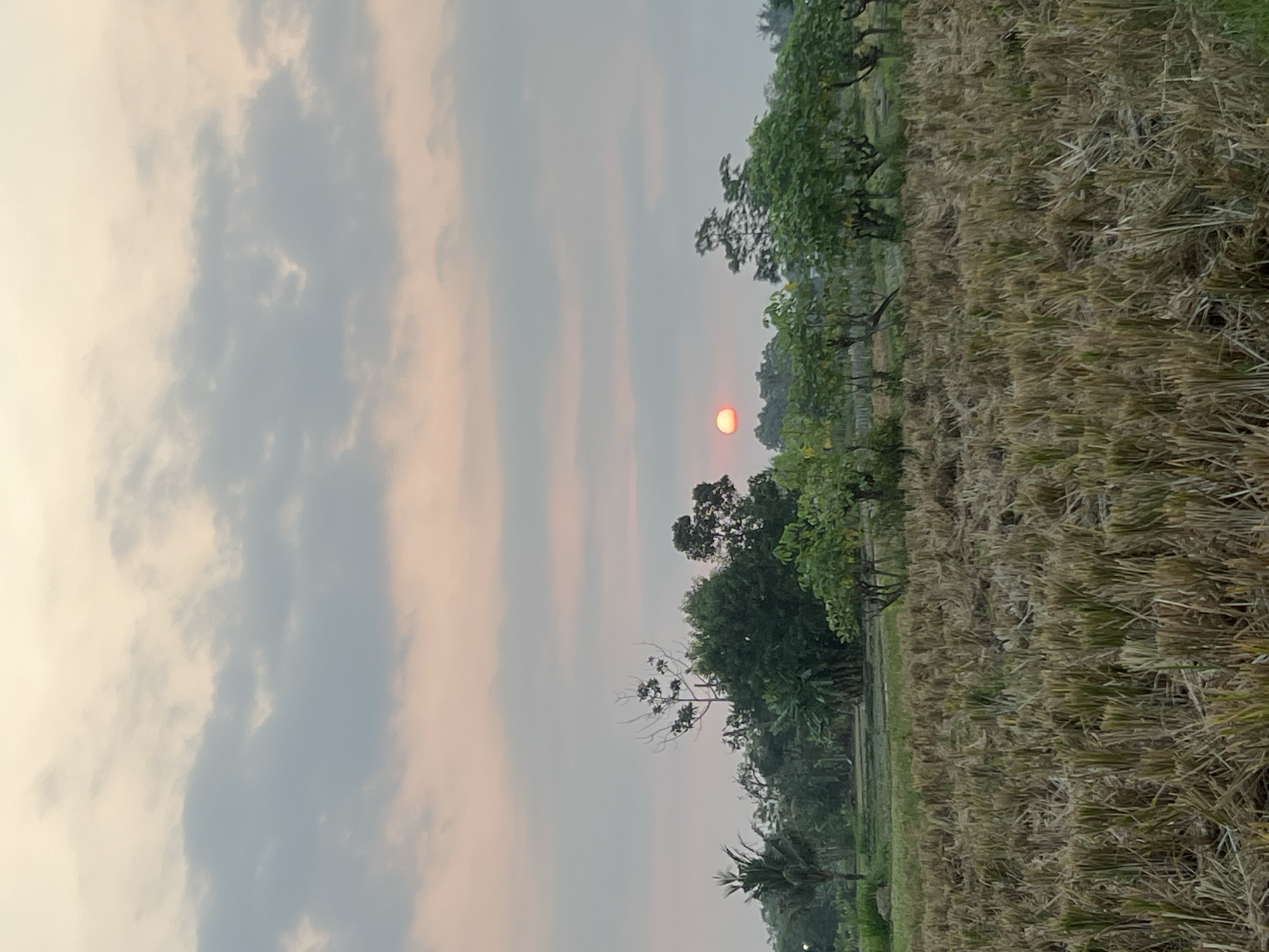 An outdoor, low-angle, medium shot captures a serene sunset scene in Tlogoadi, Indonesia. The sky above is a gradient of pale orange and soft gray, streaked with wispy clouds. A small, bright orange sun is visible in the upper right quadrant, partially obscured by a thin layer of clouds. In the middle ground, a line of lush green trees forms a natural border, their branches reaching towards the sky. Beyond the trees, a field of dry, golden-yellow straw dominates the foreground, suggesting a recently harvested rice paddy. The overall impression is one of peaceful natural beauty at dusk.