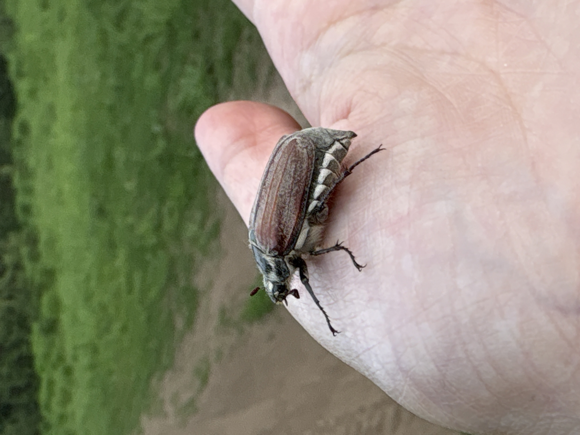 A Cockchafer beetle is perched on the index finger of a person's hand. The beetle is brown and gray with visible antennae and legs. The background features blurred green foliage. The image does not provide information about the location in the city of Votkinsk, Russia.