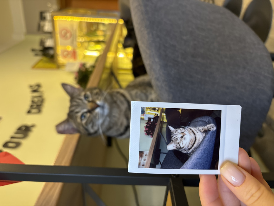 The image depicts an indoor scene within Cat Caffe Budva, Montenegro. In the foreground, a light-skinned hand with manicured, light pink fingernails holds a white-bordered instant photograph. This photograph shows a tabby cat with closed eyes, appearing content, resting on a gray upholstered surface. In the midground, slightly out of focus, the same or a similar tabby cat with distinct stripes and blue-green eyes sits upright on a gray upholstered chair, looking directly forward. The background features a prominent yellow wall adorned with black cut-out letters spelling "OUR DREAMS." To the left, a dark metal shelving unit with a wooden shelf is visible. To the right, a blurred display area with bright yellow illumination, possibly from LED strips on a display case, can be seen, suggesting a beverage or product display. The overall lighting is warm, indicating an interior setting.