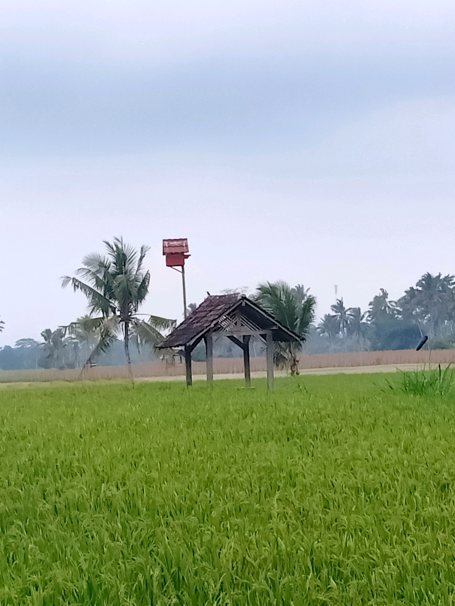 The image captures a serene rural landscape in Nguter, Indonesia, dominated by a vibrant green rice paddy in the foreground. A small, weathered wooden hut with a thatched roof stands in the middle ground, offering a rustic focal point. To the left of the hut, a slender pole supports a bright red, multi-tiered structure, possibly a birdhouse or a decorative element, with a single palm tree providing a tropical backdrop. The background reveals a hazy horizon with more palm trees and a distant communication tower, suggesting the presence of a developed area beyond the agricultural expanse. The sky is overcast, casting a soft, diffused light over the entire scene. The image evokes a sense of tranquility and the quiet beauty of the Indonesian countryside.