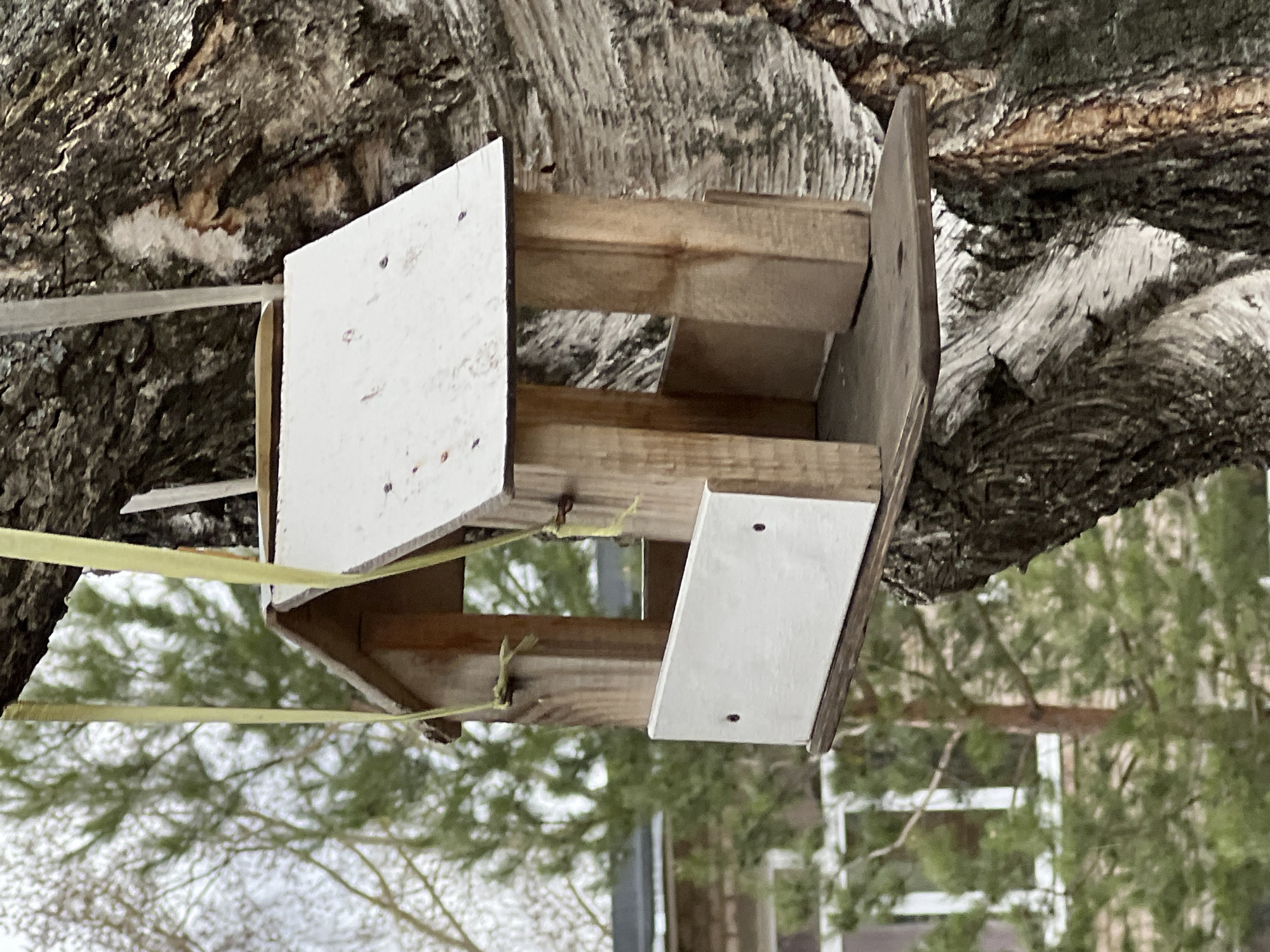 This image, taken in Chaikovsky, Russia, features a homemade wooden bird feeder suspended from a large tree. The feeder is constructed from raw wood planks, with its roof and a lower side panel painted white. Some nails are visible on the white painted surfaces, suggesting its assembly. Yellow ribbon or rope is used to hang the feeder, with one strand clearly visible attached to a wooden support of the feeder, extending upwards.
The feeder is situated close to the trunk of a large tree, whose bark is rough, textured, and primarily dark brown and grey, with some lighter, almost white, patches that could indicate a birch tree or similar species.
In the background, out of focus, are various evergreen trees with their characteristic green needles, suggesting a natural or semi-natural outdoor environment. Beyond the trees, some faint, light-colored structures or buildings can be discerned in the far distance.
The lighting suggests an overcast daytime. There are no people or animals visible in the frame, but the presence of the bird feeder indicates an activity related to attracting or feeding birds. The overall atmosphere is quiet and still, depicting a winter or early spring scene due to the appearance of the trees and general outdoor setting. No visible text is present in the image.