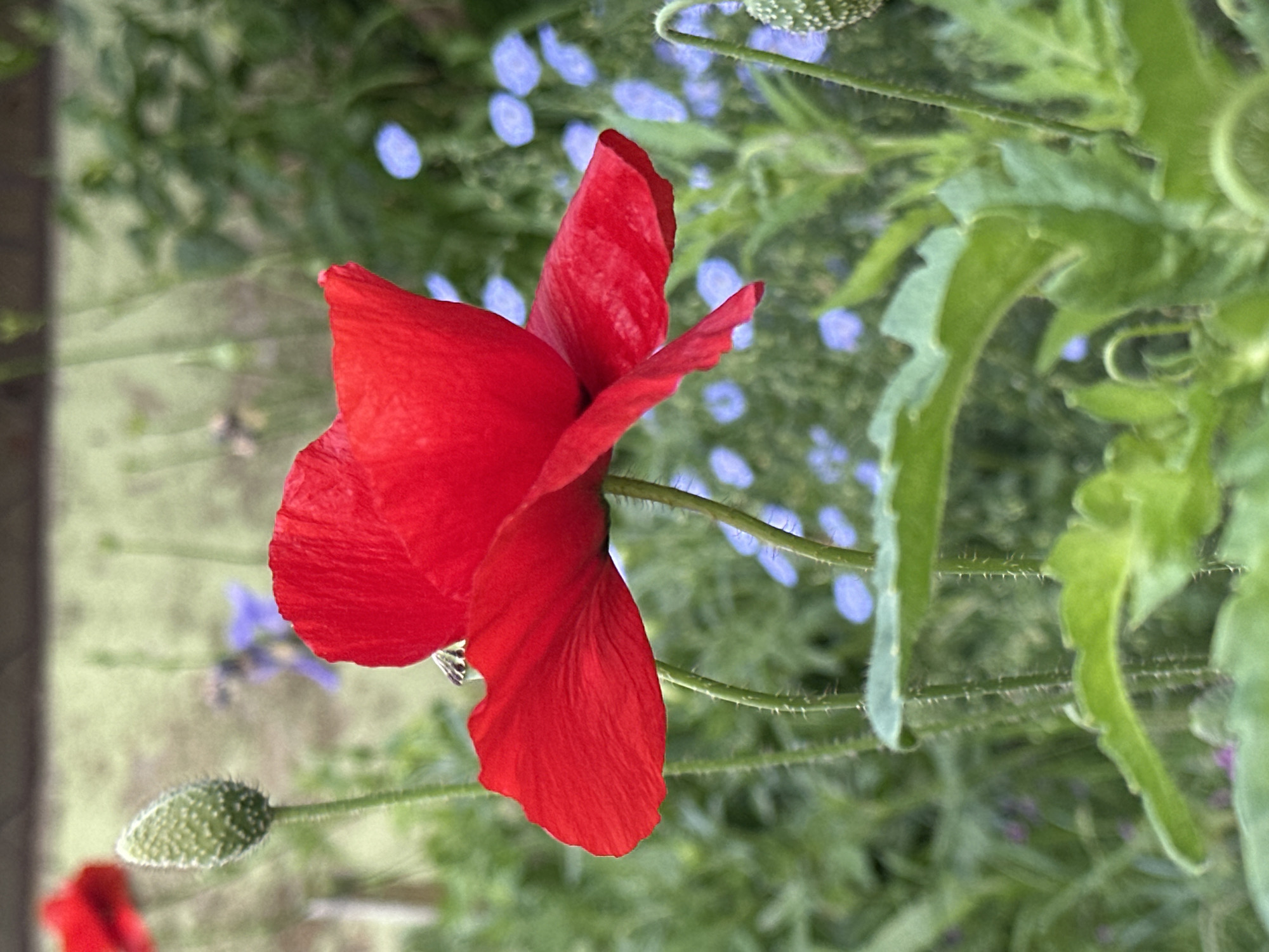 A red poppy flower is in the foreground of the image, its petals are vibrant red and appear delicate. The flower is in focus, with the background blurred. Behind the poppy, there are green leaves and stems, and a scattering of small blue flowers. A green poppy bud is visible on the left side of the image, and another on the right. The setting appears to be a garden or a field. The lighting is natural, suggesting it is daytime. There are no people or animals clearly visible in the image. The overall impression is one of a natural, serene outdoor scene.