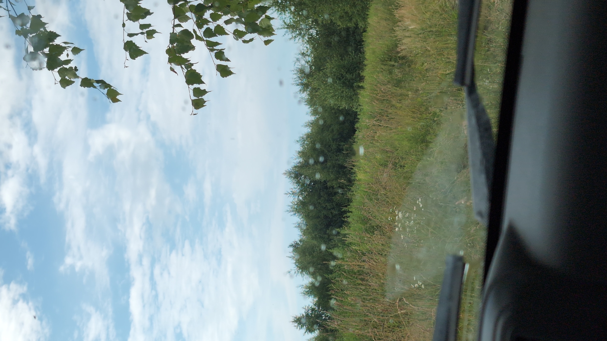 A view from inside a vehicle shows a landscape in Yarishnoe (Zinyakovskii S/S), Russia. The sky is blue with scattered white clouds. A tree with green leaves is visible in the upper right corner, with branches extending into the frame. The middle ground features a dense line of dark green trees, with a field of tall, dry grass and some white wildflowers in front of them. The foreground shows the interior of a vehicle, including the dashboard and windshield wipers. The windshield has several water droplets or specks on it, creating blurry circles.