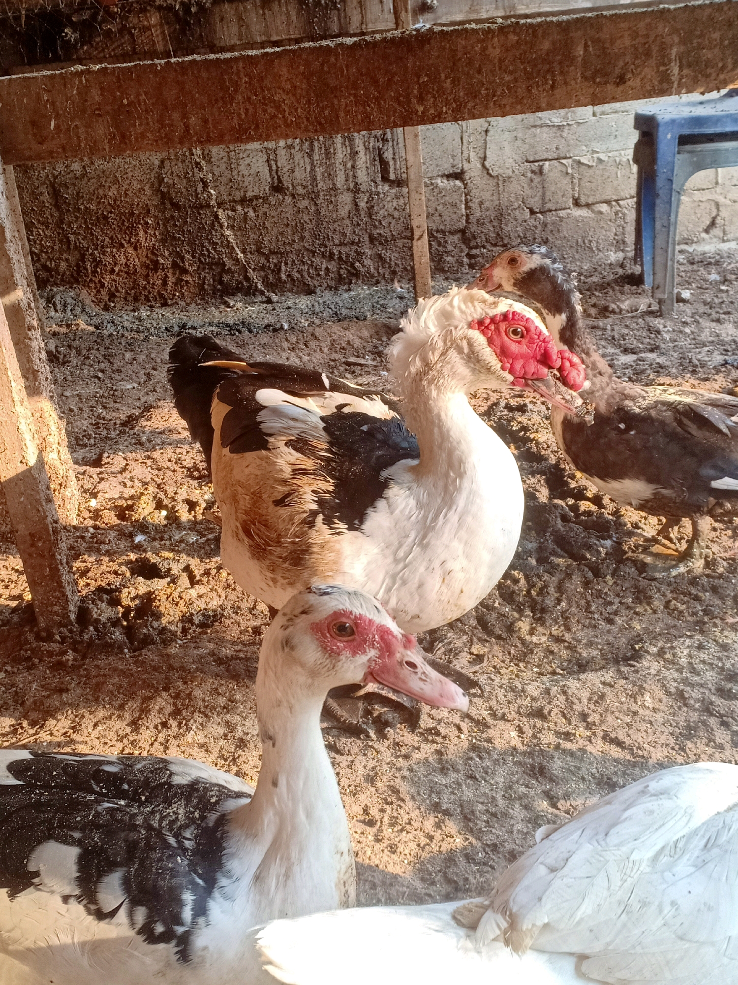 In Tasikhargo, Indonesia, a flock of Muscovy ducks stands on dry, packed dirt within a rustic enclosure. The enclosure features rough-hewn wooden beams overhead and a brick wall behind. Sunlight casts strong shadows, highlighting the textured ground and the ducks' varied plumage of black, white, and brown. Two ducks in the foreground are particularly prominent. One, facing left, has a white body with black patches on its wings and a distinctive red, warty face. The other, in the lower foreground and facing right, also displays white and black feathers and a bright red face. Several other ducks are visible in the background, some with darker feathers. A blue plastic chair is visible in the far right of the frame.