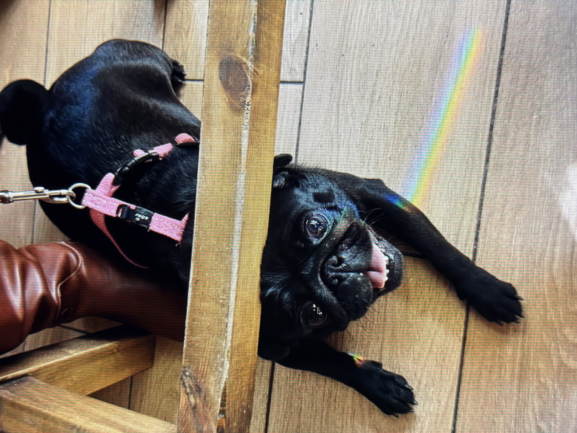 In Sirius, Russia, a black pug dog is pictured from an unusual perspective. The dog is positioned below a wooden surface, with its head facing the camera, tongue hanging out, and appearing to be looking up. Its front paws are extended. A rainbow-like prism effect is visible on the wooden floor beneath the dog. Above the wooden surface, part of a person's brown leather boot and the back of the dog, wearing a pink harness and leash, are visible. The background consists of wooden planks.