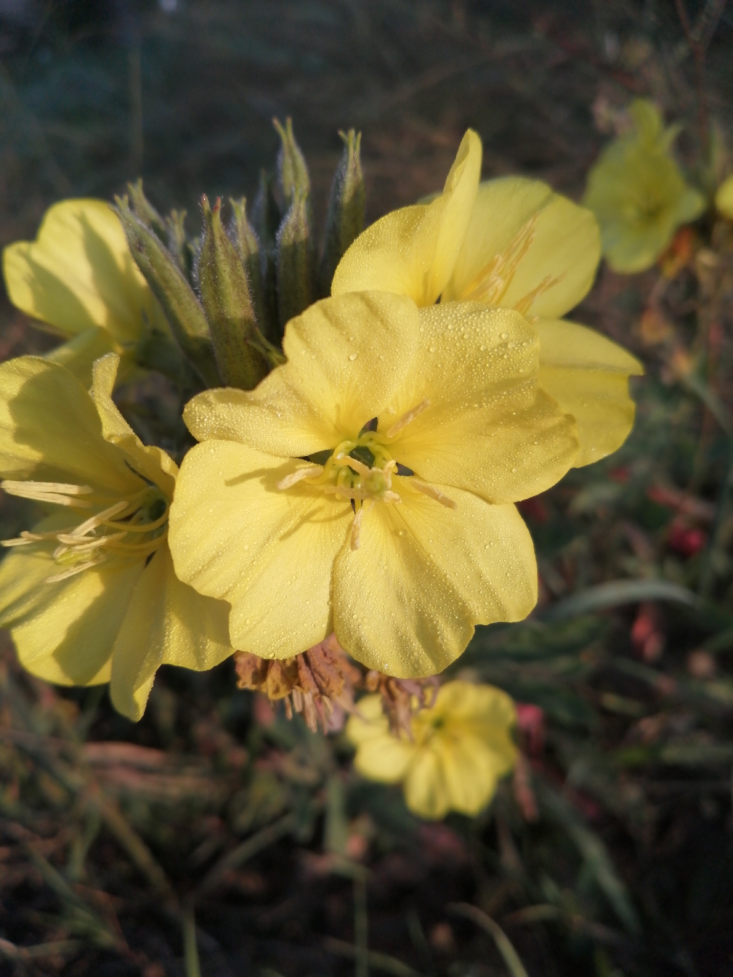 This is a close-up, low-angle photograph of yellow flowers covered in dew drops. The flowers are in various stages of bloom, with some buds visible. The background is blurred, showing green and brown foliage. The lighting suggests early morning or late evening. The image was taken in the city of Доўгаўскі сельскі Савет, Belarus.