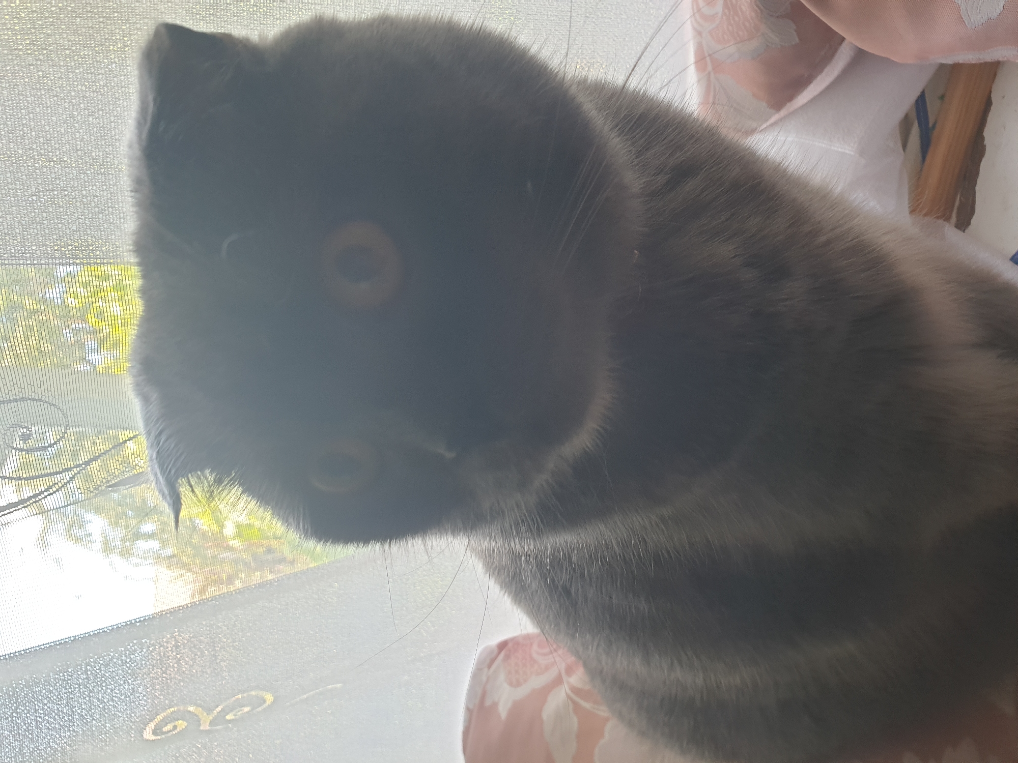 This image shows a grey Scottish Fold cat sitting on a windowsill, with a sheer curtain and a window with an outdoor view behind it. The cat is looking towards the viewer with its ears folded and its eyes open. The background outside the window shows green trees and foliage. There are some decorative pillows with a pink floral pattern visible on the left and right sides of the frame. The lighting suggests it is daytime. The image does not provide any information about the location being in Lozovyi Yar, Ukraine.