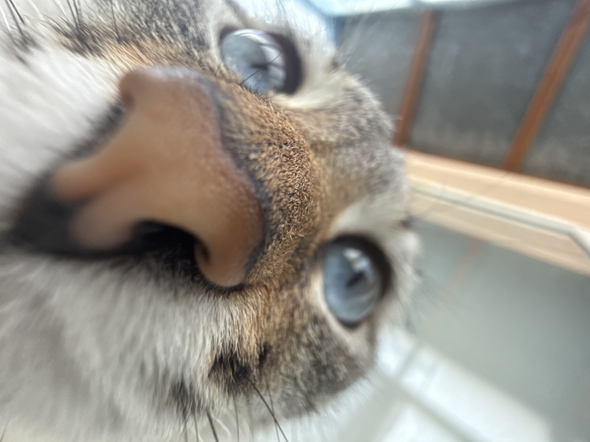 The image is a close-up, low-angle, fisheye lens photograph of a cat's face. The cat has striking blue eyes, a pink nose, and tabby fur. The background is out of focus, showing what appears to be an indoor environment with natural light. There are no identifiable landmarks or features that would indicate a specific location in Ufa, Russia, or any other city. The image focuses solely on the feline subject.