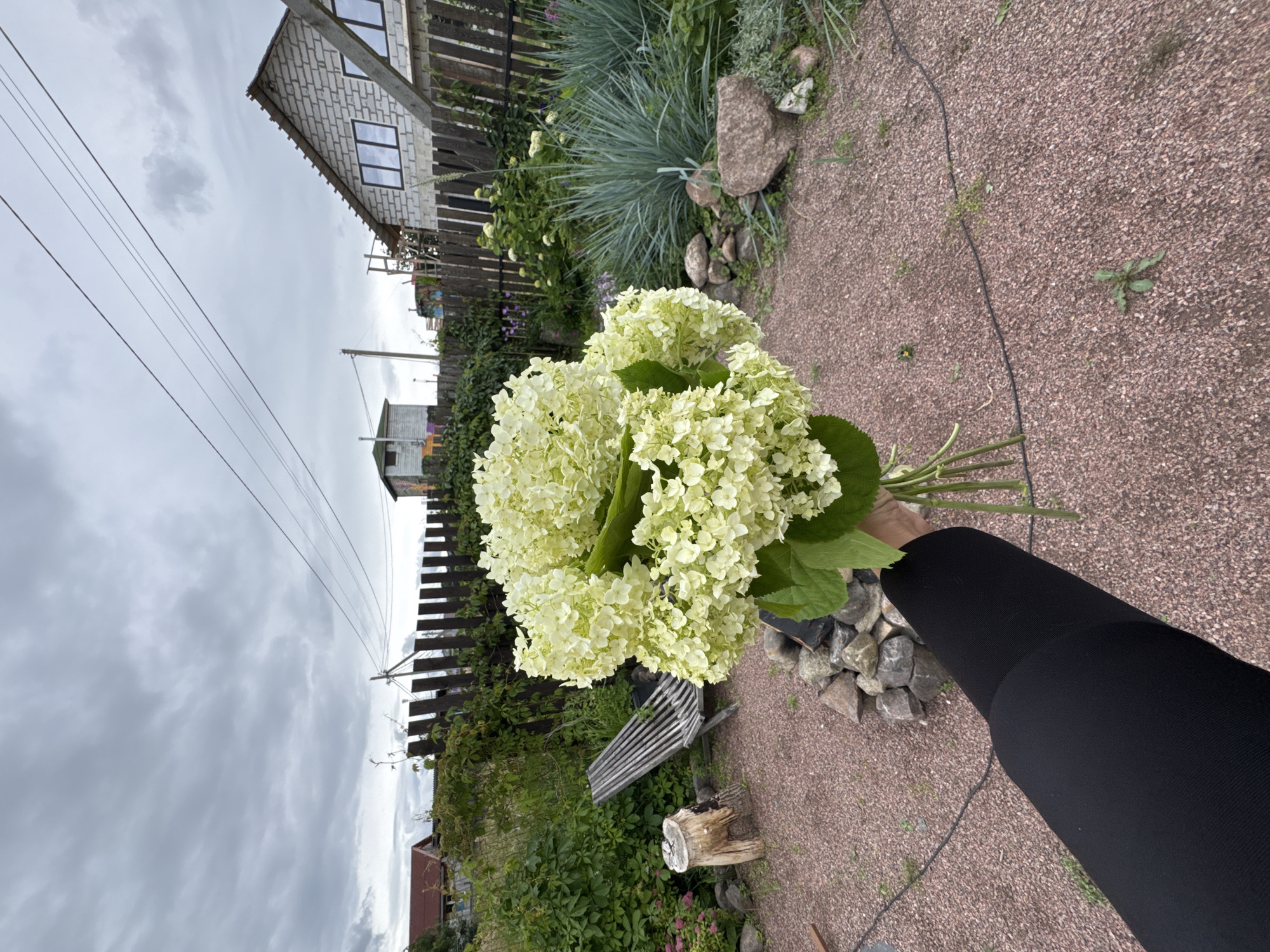 An individual is holding a bouquet of white hydrangeas in a backyard. The bouquet is in the foreground, obscuring the lower portion of the individual's arm and hand. The background depicts a garden with a wooden fence, a wooden chair, a tree stump, and various plants. A brick house and another smaller building are visible beyond the fence. The sky is overcast with gray clouds. The ground in the foreground is covered with small, reddish-brown gravel. The location is identified as Oliki, Russia.