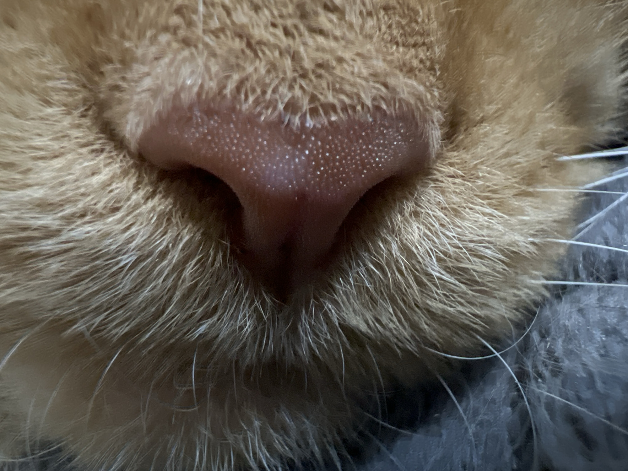 The image is a close-up, macro photograph of an orange cat's nose and surrounding fur. The nose is a moist, pinkish-brown color with visible pores and small, white specks that could be dew or dust. The fur is a light orange or ginger color, and the whiskers are white and prominent. The background is out of focus and appears to be a dark, textured surface, possibly a blanket or fabric. There is no indication of the location in Markova, Russia, or any human presence. The scene is static and focused solely on the cat's facial features.