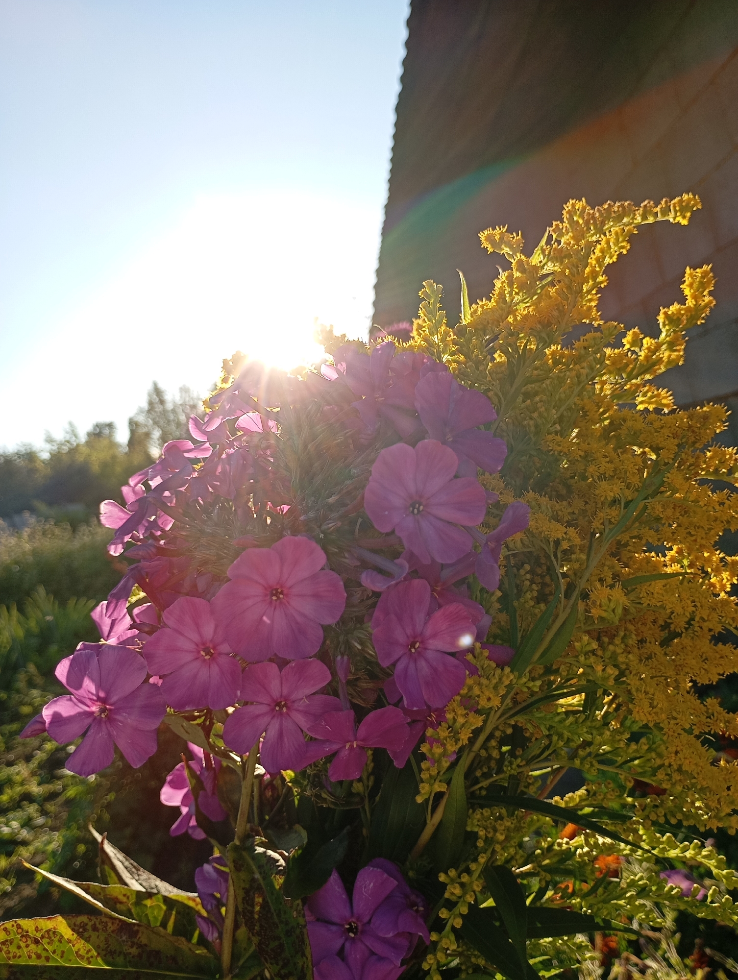 A close-up, low-angle, natural light photograph captures a bouquet of pink phlox and yellow goldenrod flowers against a blurred background of foliage and a building. The sun is high in the sky, casting lens flare and strong highlights on the flowers and building. The building appears to be a wooden structure with a textured, dark brown exterior. The surrounding environment is verdant, suggesting an outdoor setting, possibly a garden or rural area. The image does not depict any people or specific urban landmarks. The location is stated to be Фоки, Russia.