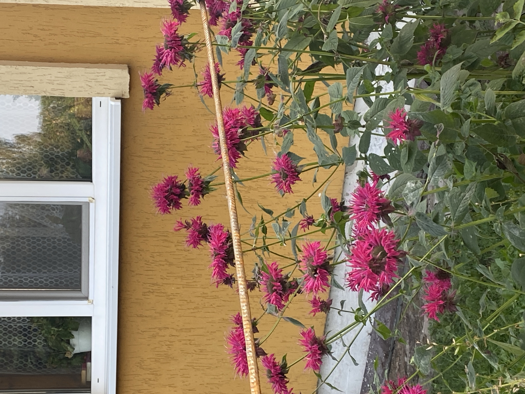 A cluster of bright pink Bee Balm flowers is in bloom in front of a textured yellow wall of a building. A white window is visible on the upper left side of the wall. A thin, rusty metal bar runs horizontally through the middle of the image, intersecting the flower stalks. The flowers are spherical with delicate, spiky petals. Some are fully open, while others are still in bud. The leaves of the Bee Balm are a deep green, and they appear somewhat wilting in places. The ground below is a mix of soil and green grass. The scene is outdoors, likely in a garden or yard. The location is identified as Воўчынскі сельскі Савет, Belarus. There are no people or animals present in the image.