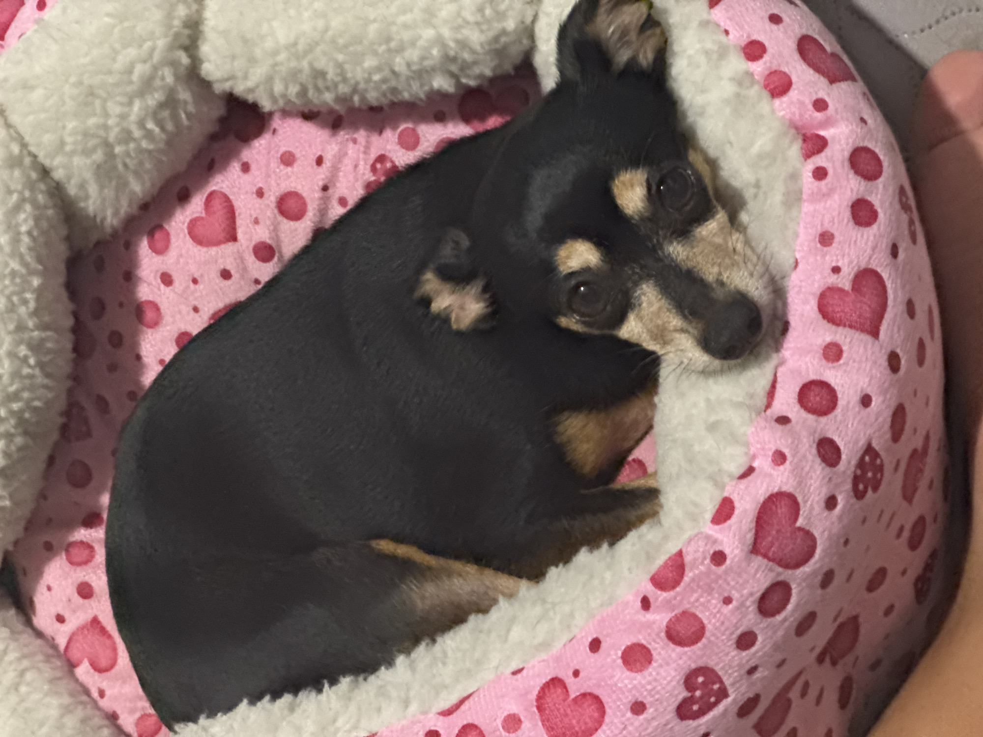 A small black and tan dog rests comfortably in a pink, heart-patterned dog bed with white fluffy trim. The dog is curled up, with its head resting on its paws. Its eyes are open and looking towards the camera. The bed is positioned on a surface that appears to be a bed or couch, and a human hand is visible in the lower left corner of the frame. The overall scene is intimate and domestic. The location is not specified in the image.