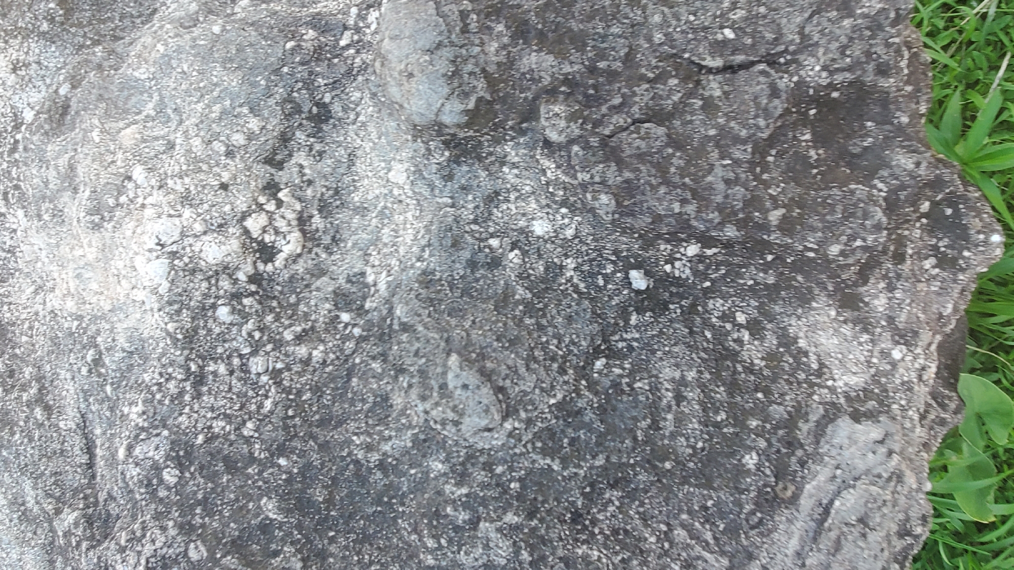 A close-up, eye-level, vertical shot shows the textured surface of a large, dark gray rock with numerous small, lighter gray and white mineral inclusions. The rock's surface is rough and uneven, with some areas appearing smoother and others more granular. The lighting creates subtle shadows that highlight the topography of the rock. In the lower portion of the image, a patch of green grass is visible, suggesting the rock is situated outdoors. No people or specific structures are present in the scene. The image's focus is solely on the geological features of the rock.