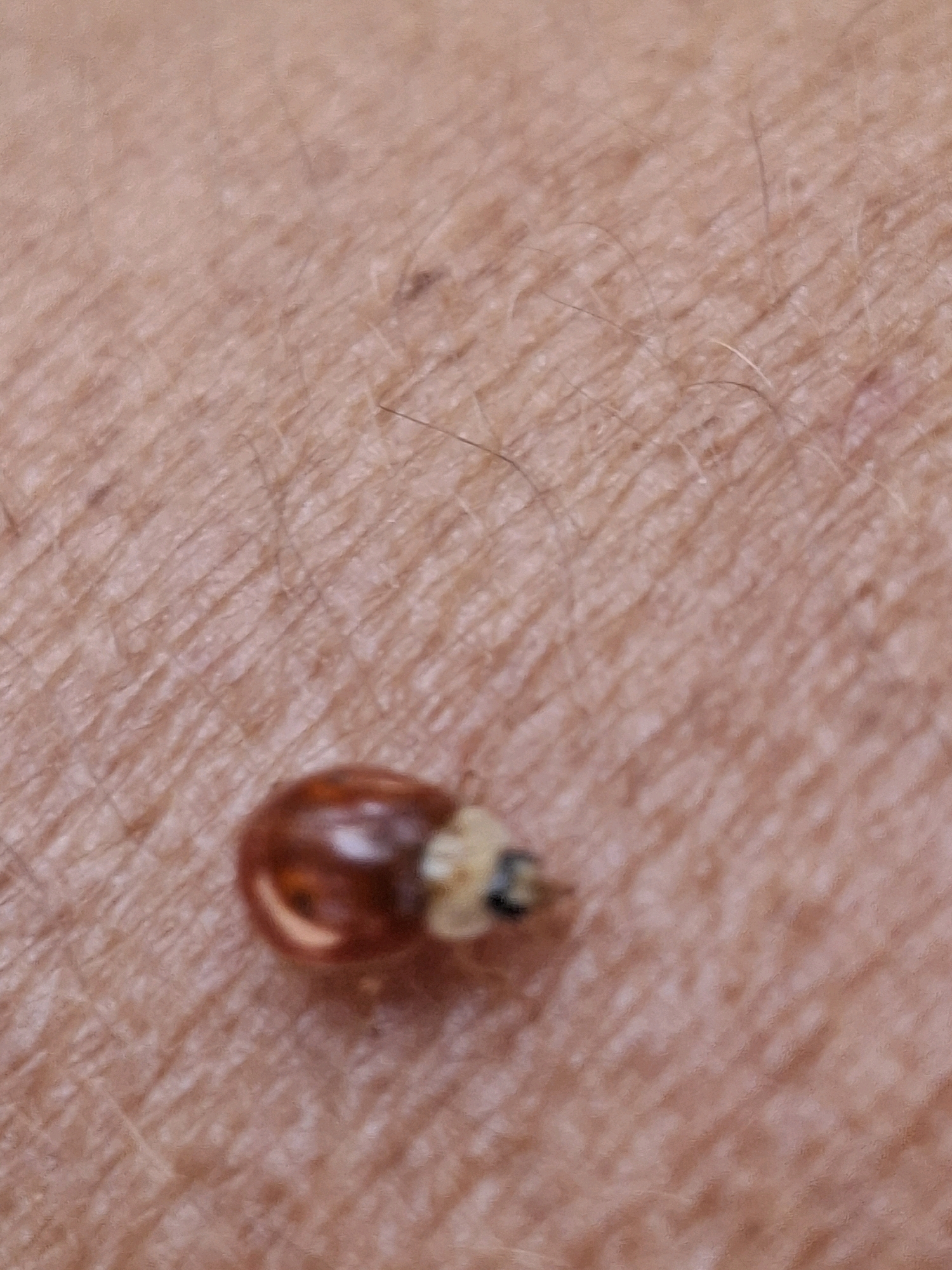 The image shows a close-up view of a ladybug on human skin. The ladybug is small, reddish-brown with some markings, and appears to be crawling on the skin's surface. The skin shows fine hairs and texture. There is no identifiable location in the city of Almaty, Kazakhstan.
