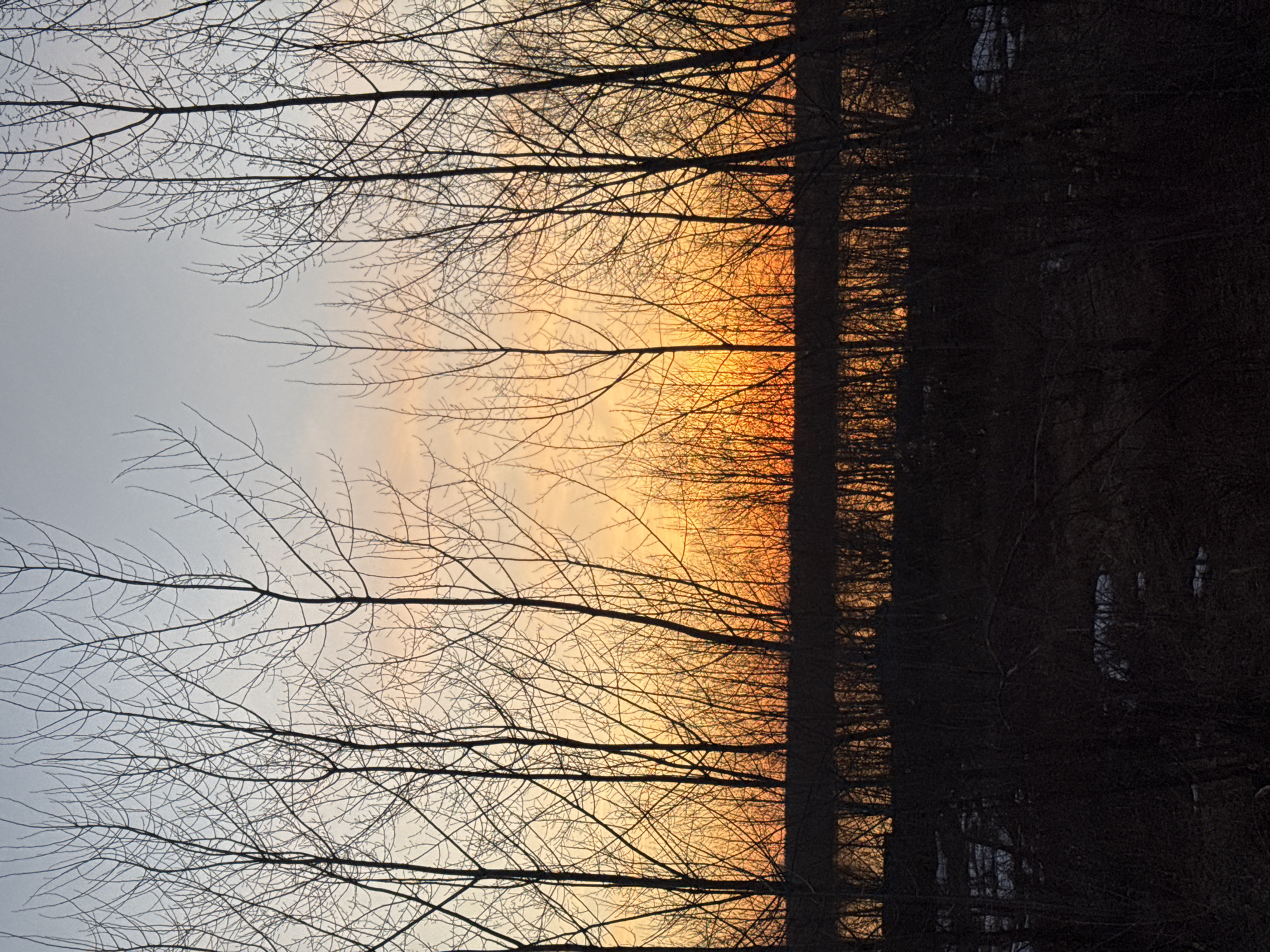This image, captured in Chaikovsky, Russia, portrays a serene forest landscape at either sunrise or sunset. The sky displays a dramatic gradient, transitioning from a soft, light blue-grey at the top to a vibrant, warm orange and yellow towards the horizon, where the sun's light is most intense.
The scene is dominated by a dense line of trees, which are silhouetted against the brightly lit sky. Their intricate network of bare branches, devoid of leaves, occupies the upper and mid-sections of the frame, suggesting the season is late autumn, winter, or early spring. A prominent vertical band of dark tree trunks forms a strong contrast against the colorful sky. In the foreground and to the side, the forest appears dark and shadowy, with indistinct shapes of more trees and undergrowth blending into the deep shadows.
No human figures, man-made objects, or specific activities are visible, emphasizing the natural beauty and tranquility of the moment. The striking contrast between the silhouetted trees and the luminous sky is the most notable detail, capturing a fleeting moment of natural light. There is no visible text in the image.