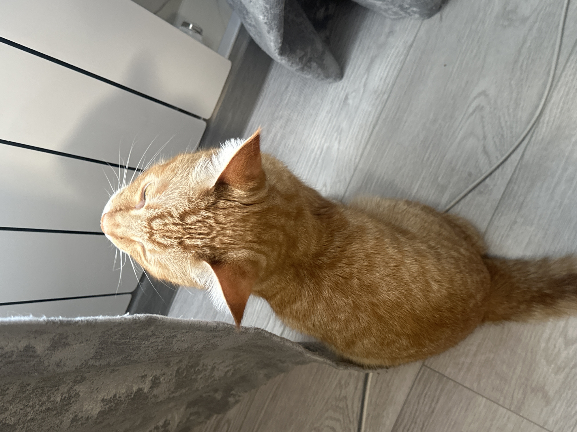 An orange tabby cat is shown from a high angle, looking upwards. The cat is positioned on a light-colored wooden floor. To the left of the cat, a gray textured fabric, possibly a curtain or blanket, is visible. In the background, a white vertical surface with dark lines can be seen, likely a radiator or furniture. Another gray textured object is present on the right side of the frame. A thin white wire is visible on the floor, extending from near the cat towards the bottom right of the image. The lighting suggests an indoor environment. The location is Unknown, Unknown.