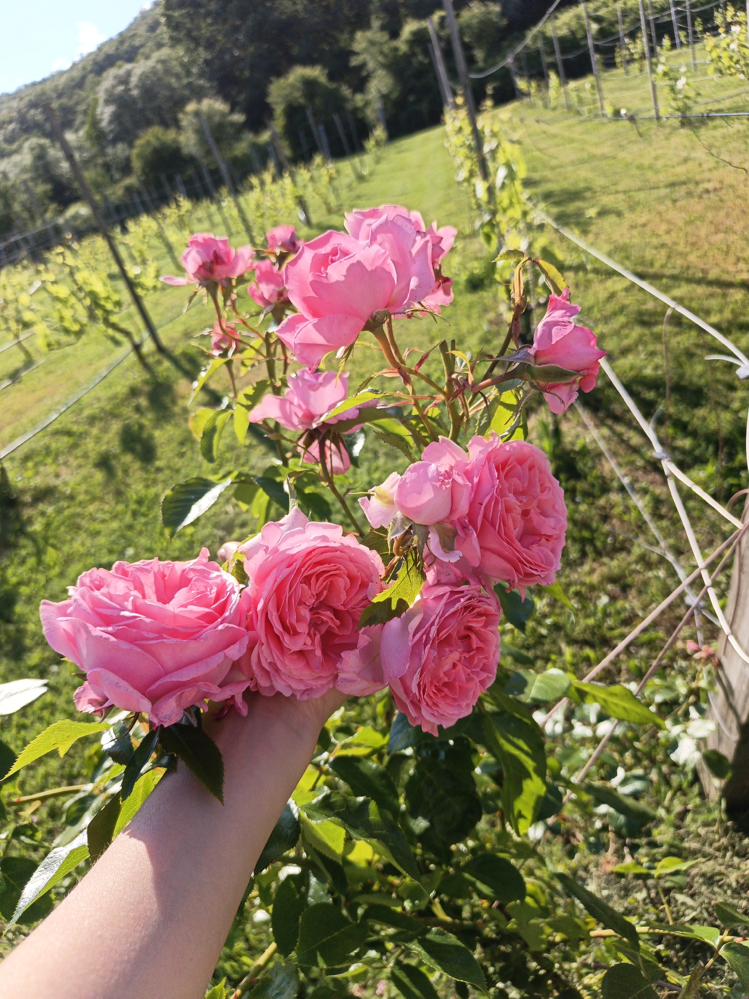 The image displays a cluster of vibrant pink roses being held by a person's arm, with a blurred background of a vineyard. The roses are in full bloom, with intricate petal formations and a soft, velvety texture. The arm, lightly tanned, is positioned to cradle the bouquet of flowers. The background suggests an outdoor setting with rows of grapevines stretching into the distance, bathed in the warm glow of sunlight. The overall impression is one of natural beauty and serenity, possibly from a rural location. There is no information in the image to indicate it is located in Pshada, Russia.