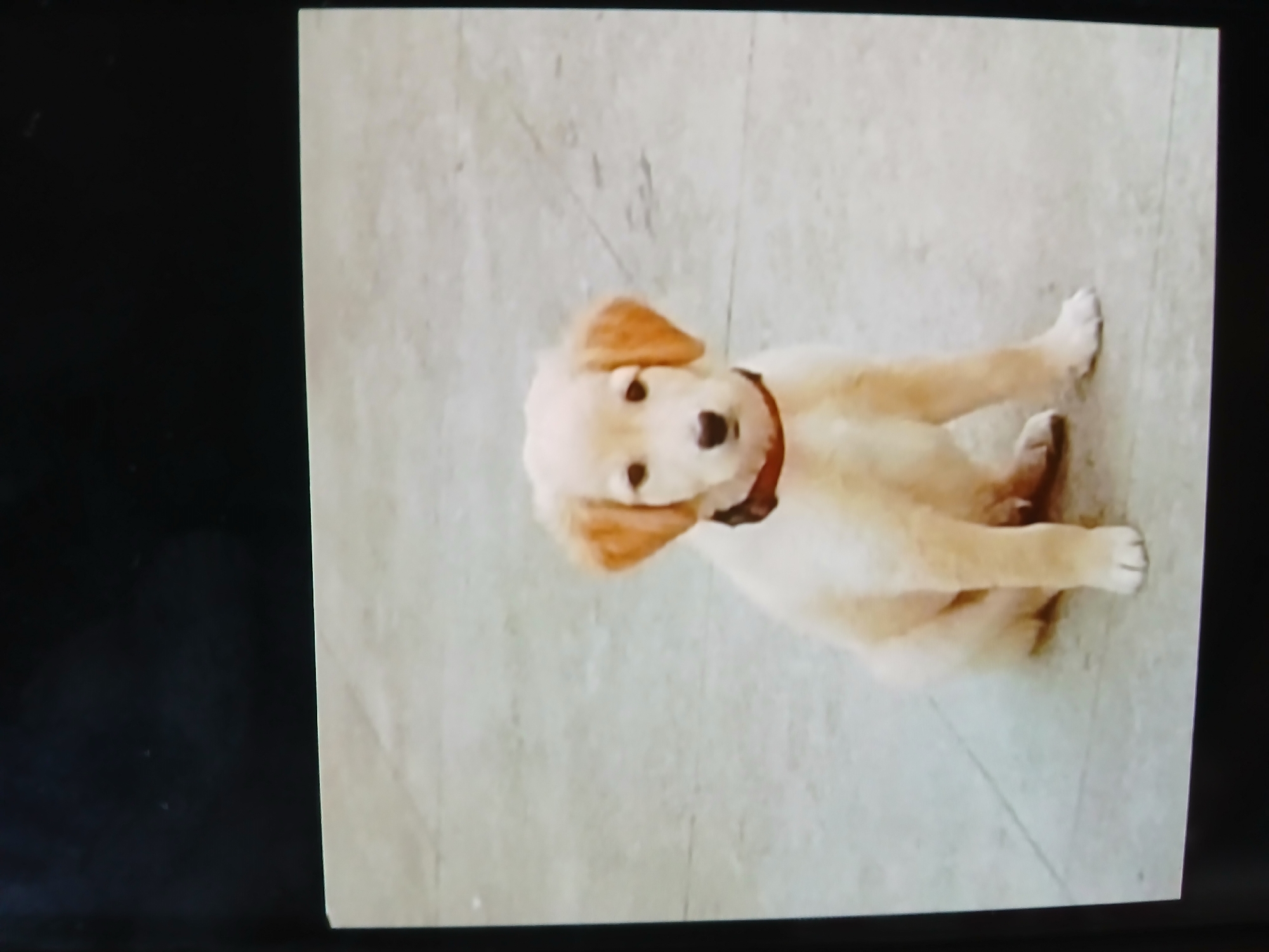 A single medium shot of a pale golden retriever puppy sitting on a tiled floor. The puppy is positioned in the center of the frame. It is wearing a dark-colored collar. The surrounding environment shows no other objects or people. The floor tile is light in color. There is no indication of the location being in Bengaluru, India, or any other city.