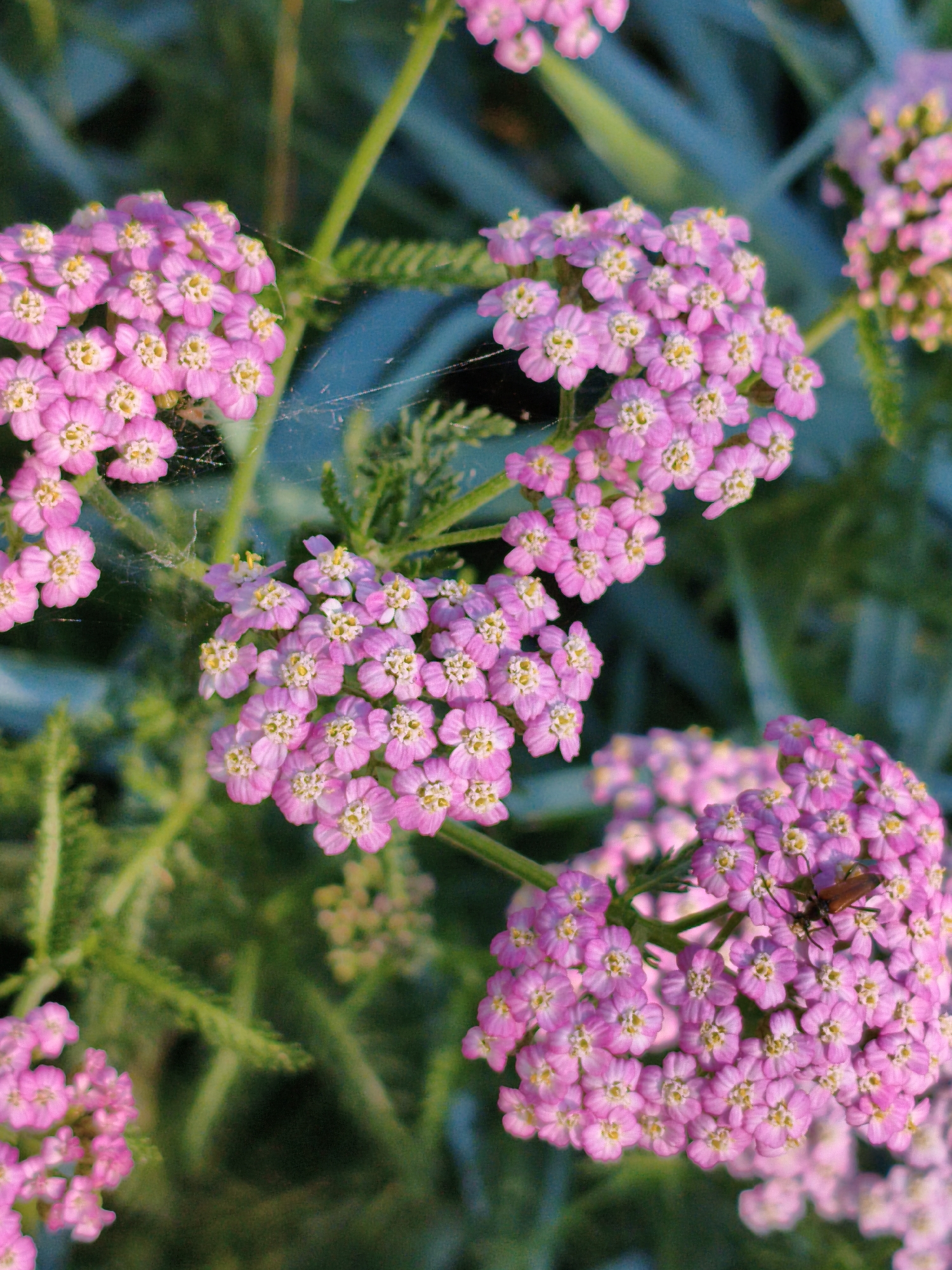 The image shows a cluster of pink yarrow flowers in full bloom. The flowers are small and delicate, with multiple petals arranged in a flat-topped inflorescence. Some of the flowers have a white center with yellow stamen. A small brown insect with visible wings is perched on one of the flower clusters. The background is a blur of green foliage and some out-of-focus blue elements, possibly a fence or other garden structure. Delicate strands of spiderweb are visible among the flower petals, indicating a natural outdoor setting. The lighting suggests it is daytime, possibly late afternoon or early morning due to the warm tones and soft shadows. The scene evokes a sense of natural beauty and tranquility. No text is visible in the image.