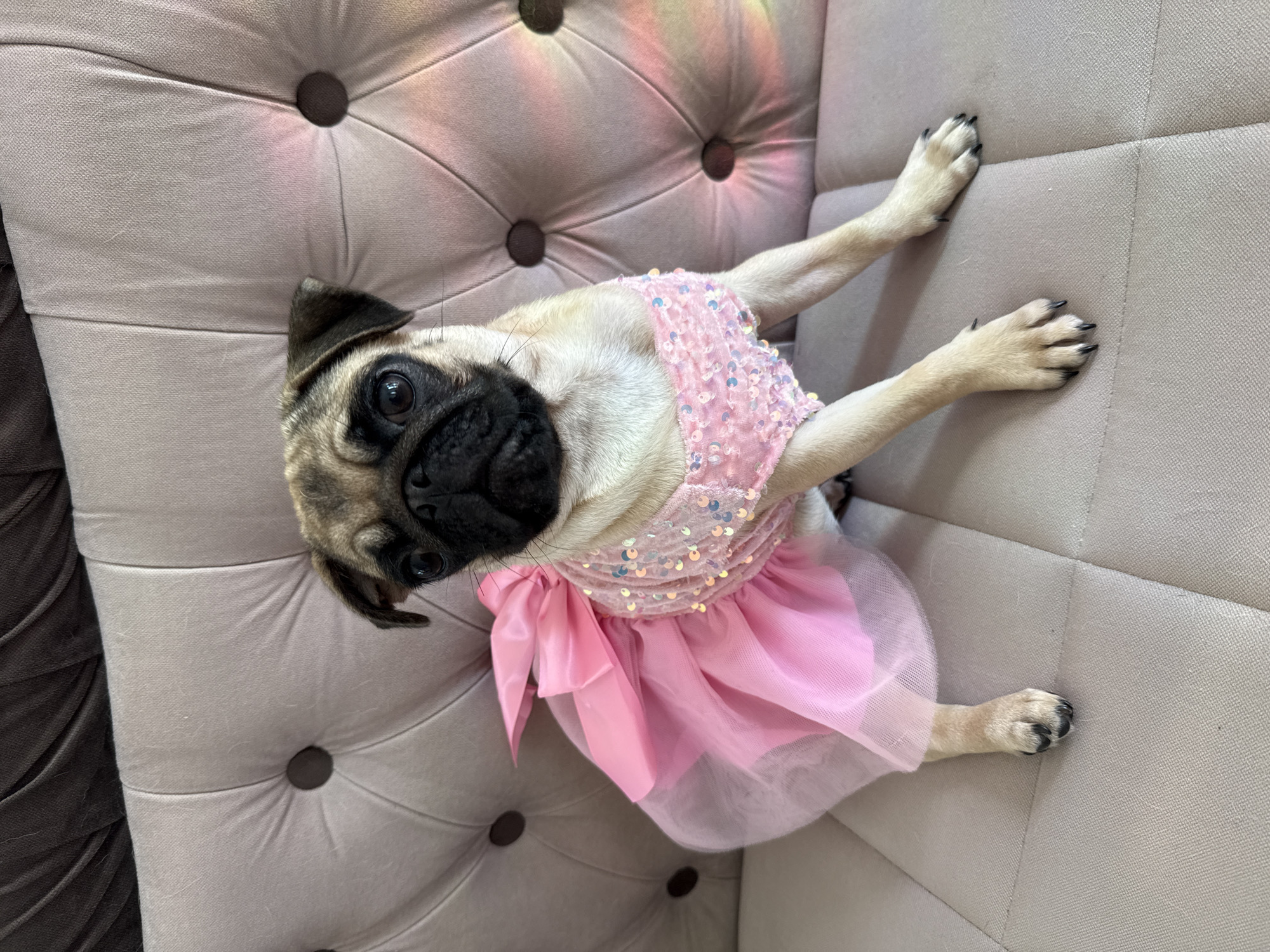 A pug is sitting on a tufted, light-colored couch. The pug is wearing a pink tutu-like dress with sequins on the bodice and a large bow on the back. The couch is tufted with dark buttons. The background of the couch is a dark, textured fabric. There are some iridescent light reflections on the right side of the couch.